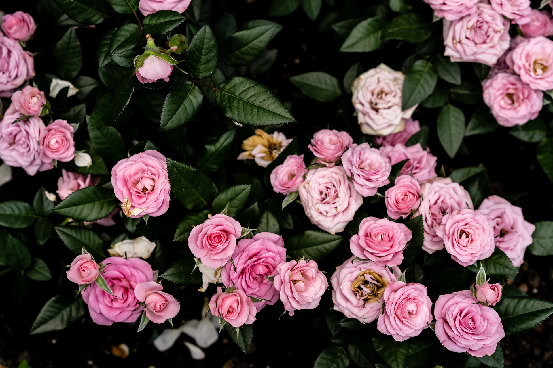 Rose Romance 2019