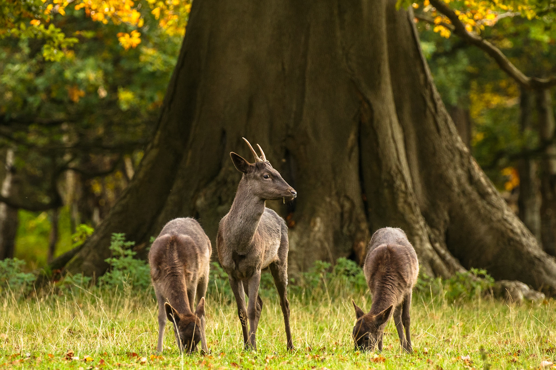 This young Buck manages to keep the attention of two young Doe by his side during the season of the Fallow deer Rut and escapes to a quiet location for some grazing.