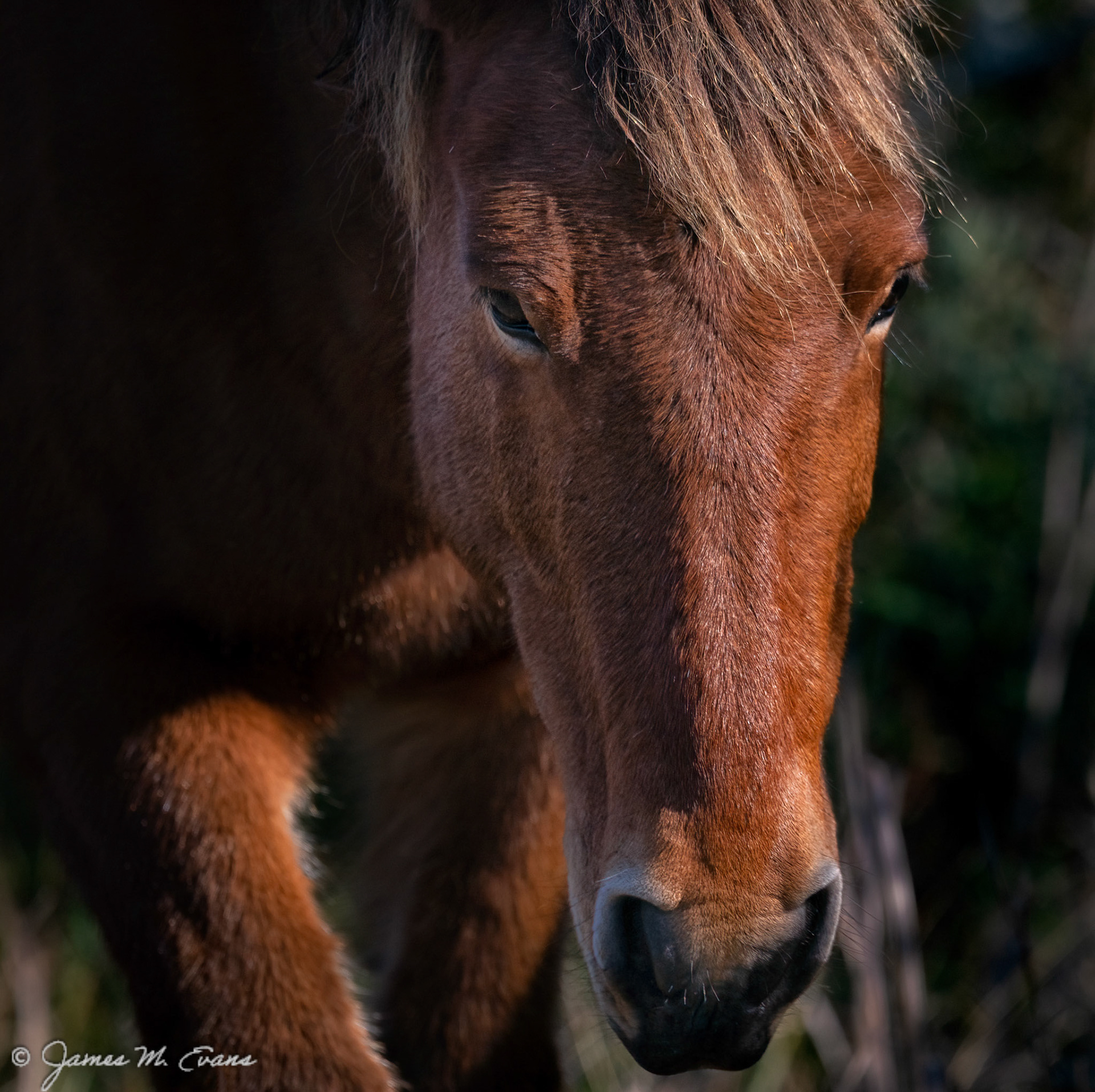 Eyes on you - Assateague Pony on Assateague Island, MD