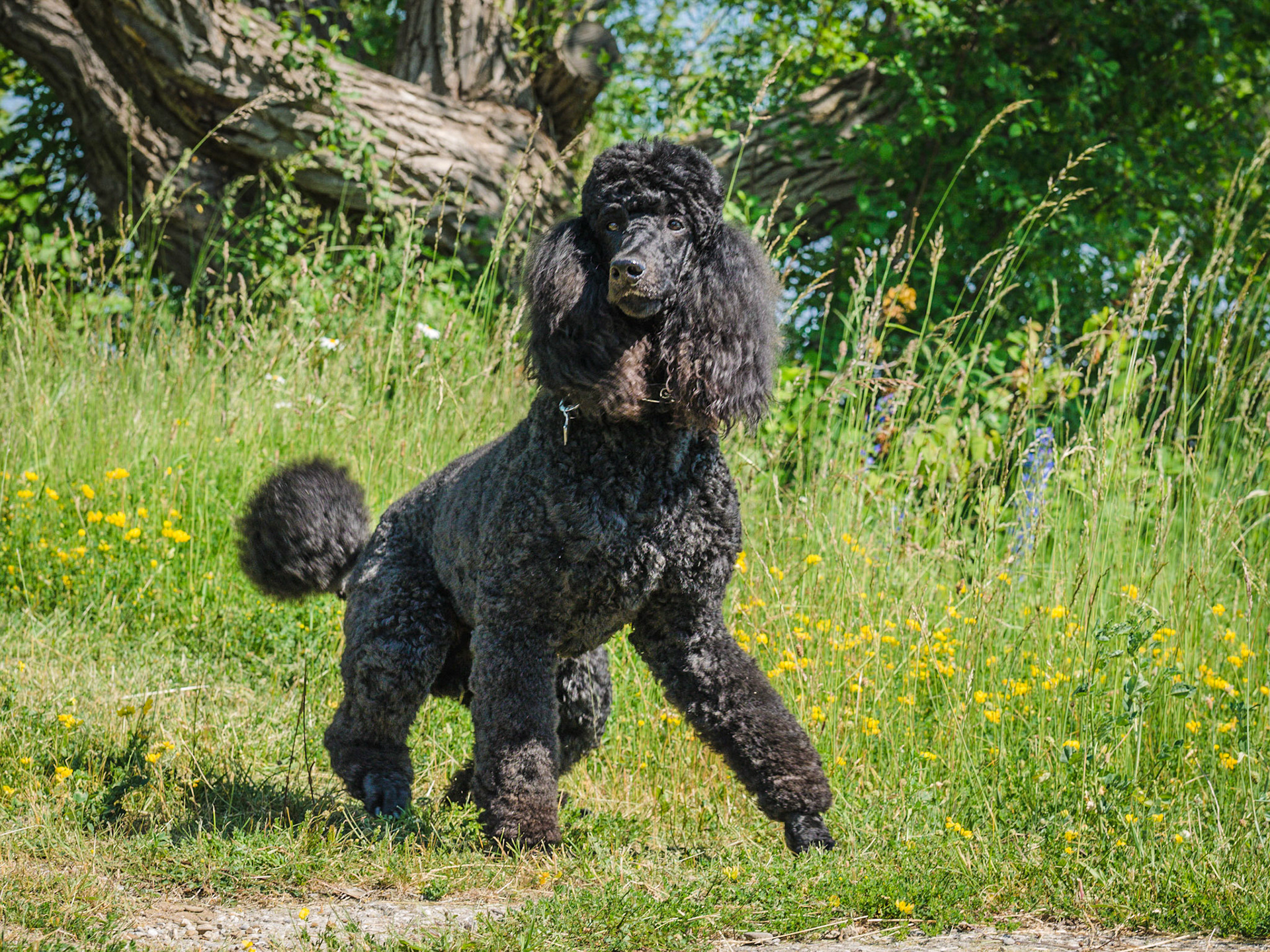 Dogs of Lora Bay