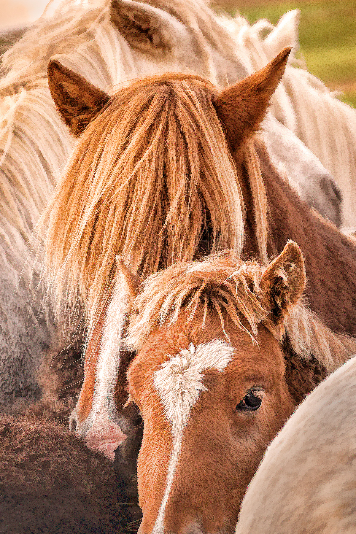 horses-4x6: 401