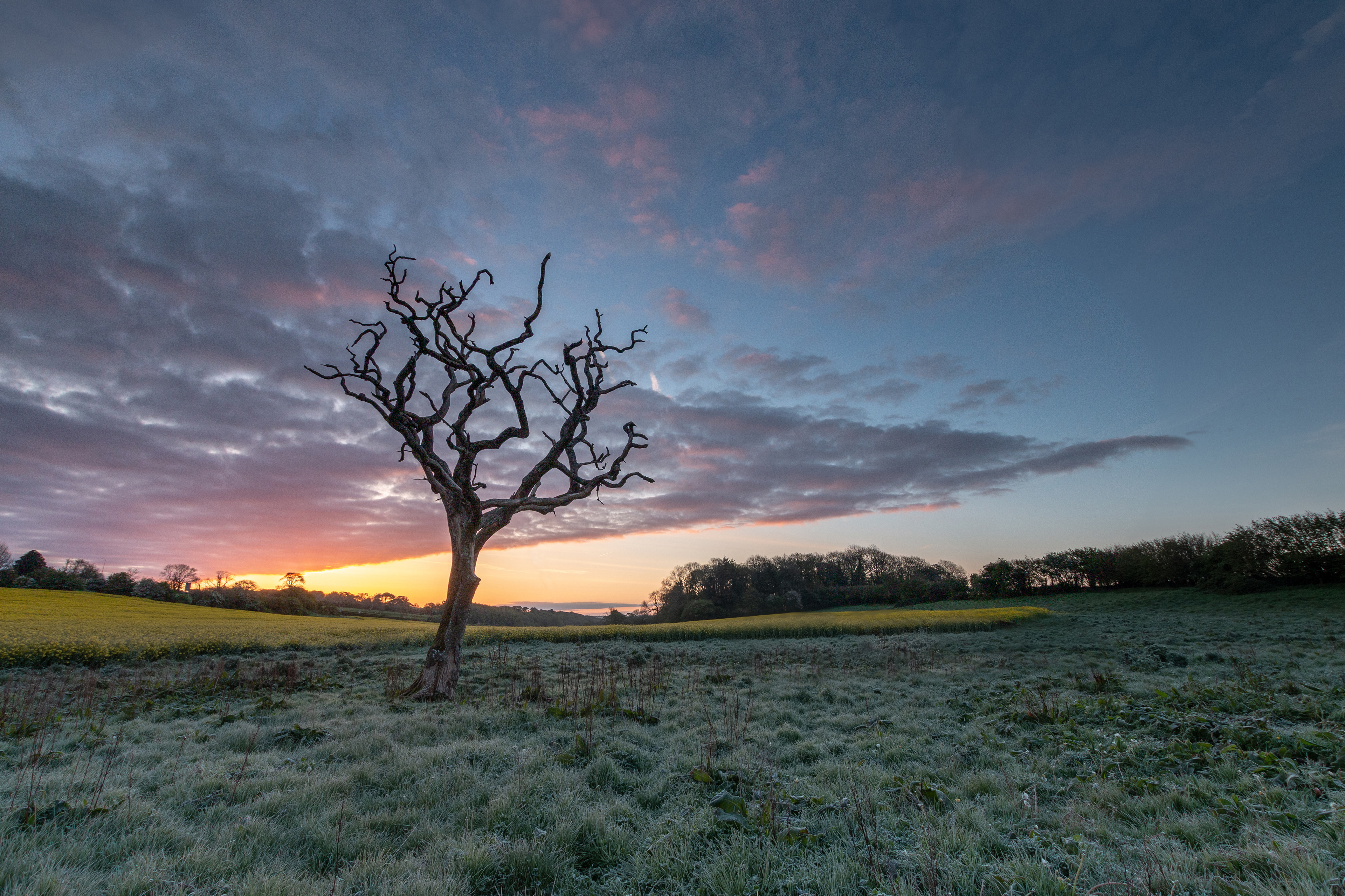 Pentre Meyrick Tree Sunrise 1