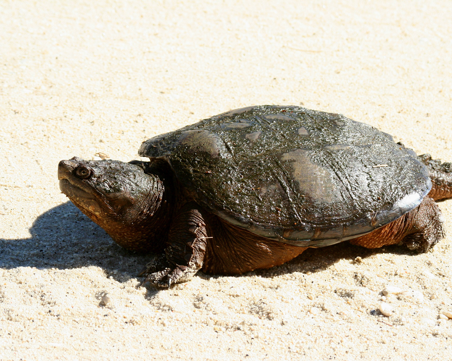 Wildthingstodo - Reptiles and Amphibians