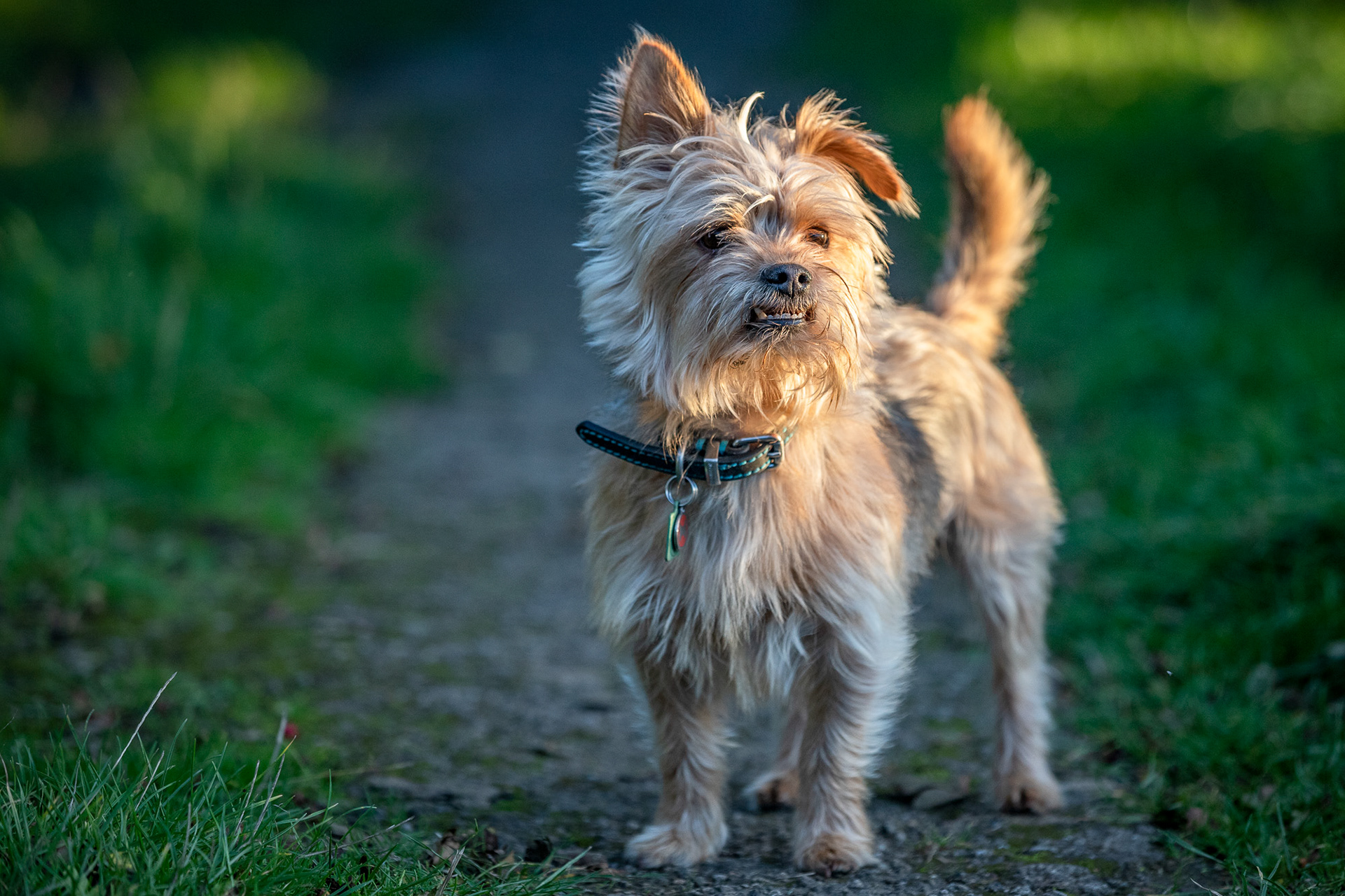 yorkshire-terrier-cross-portrait