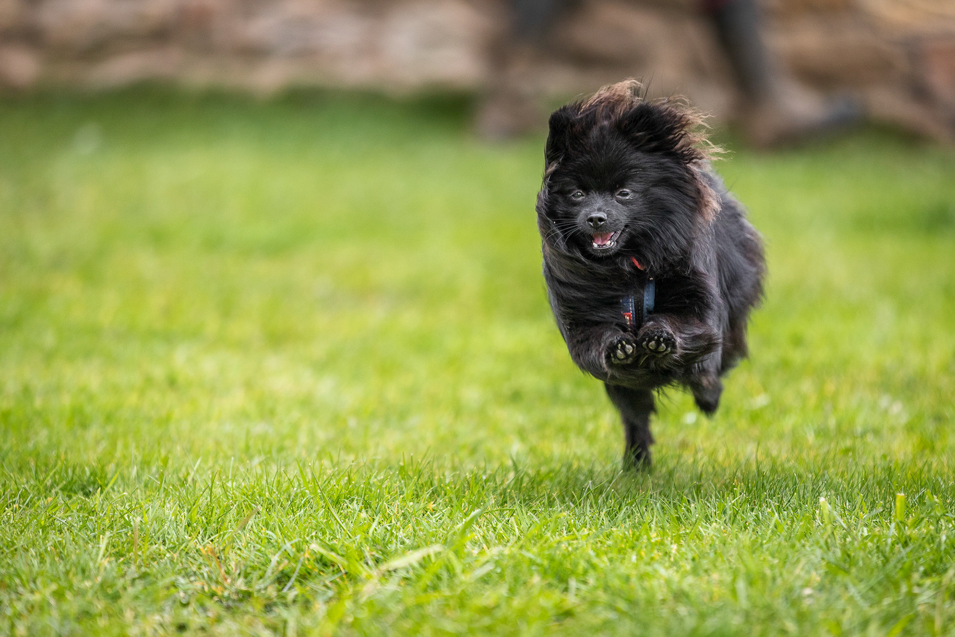 black-pomeranian-running
