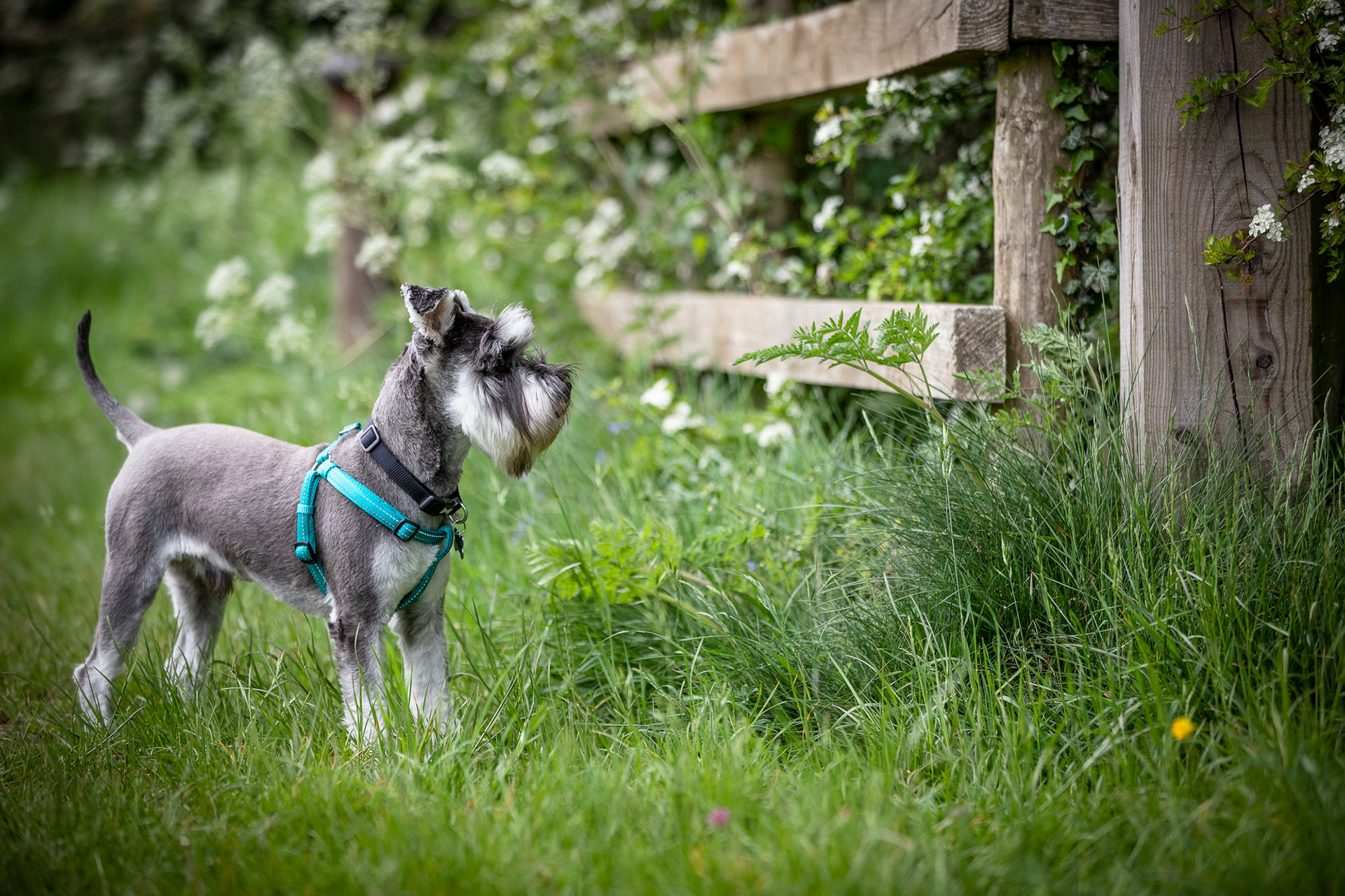 miniature-schnauzer-cowparsley-fence
