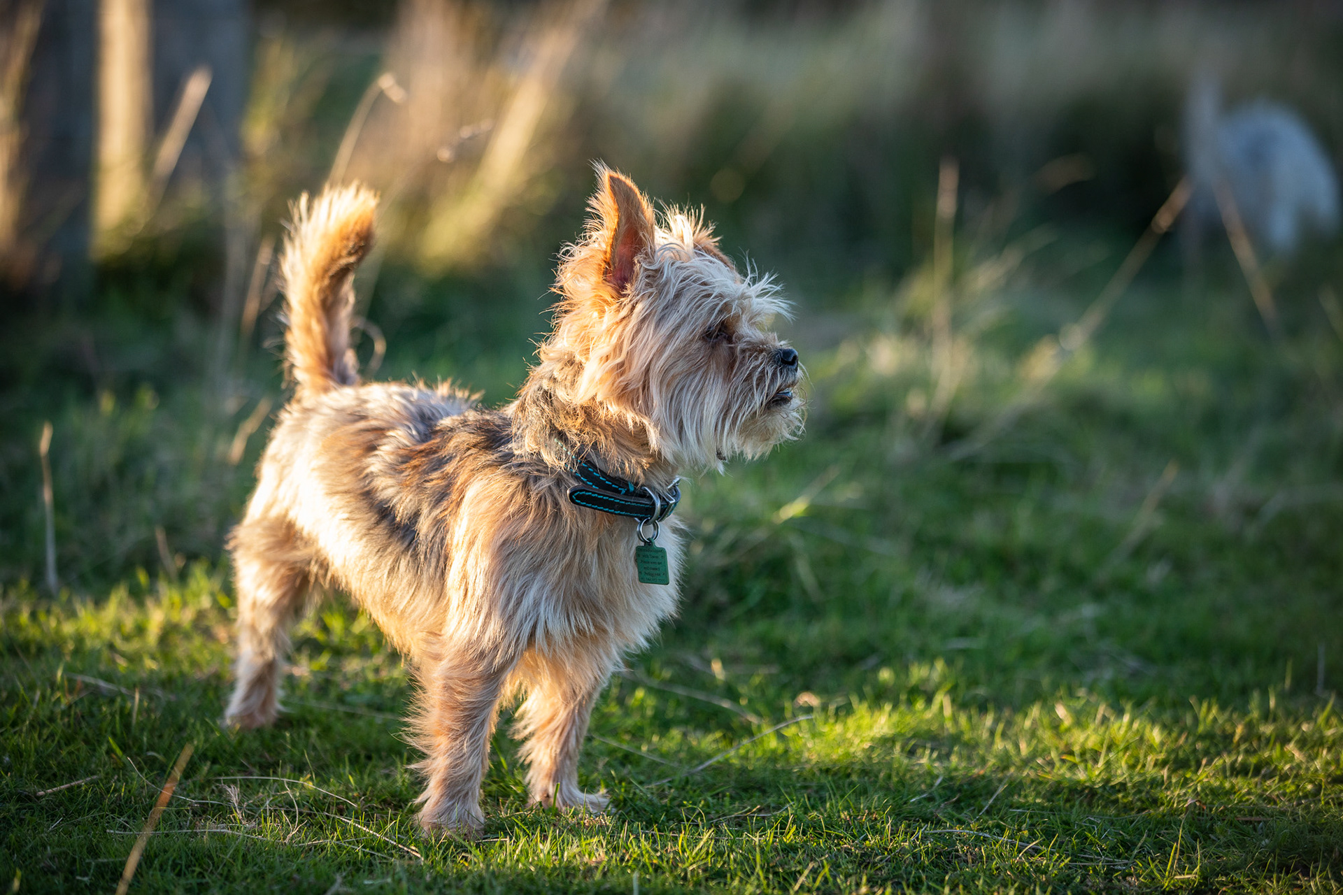 yorkshire-terrier-cross-profile