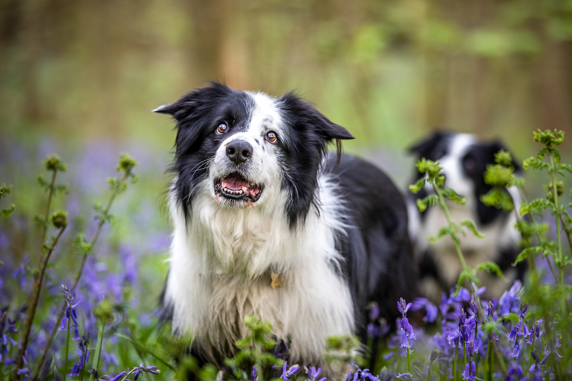 two-border-collies-bluebells