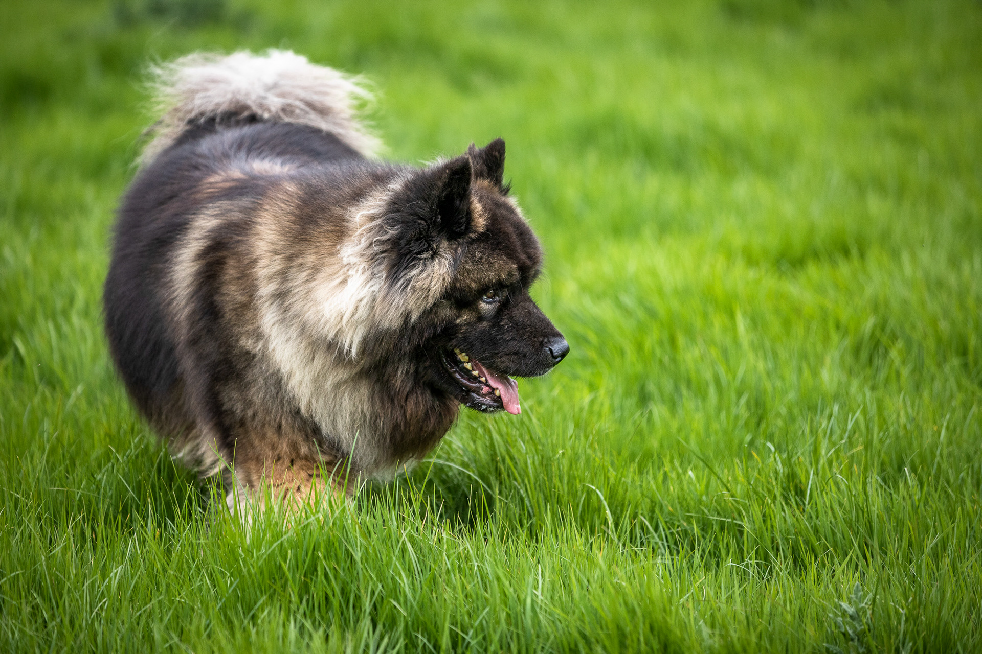 american-akita-portrait