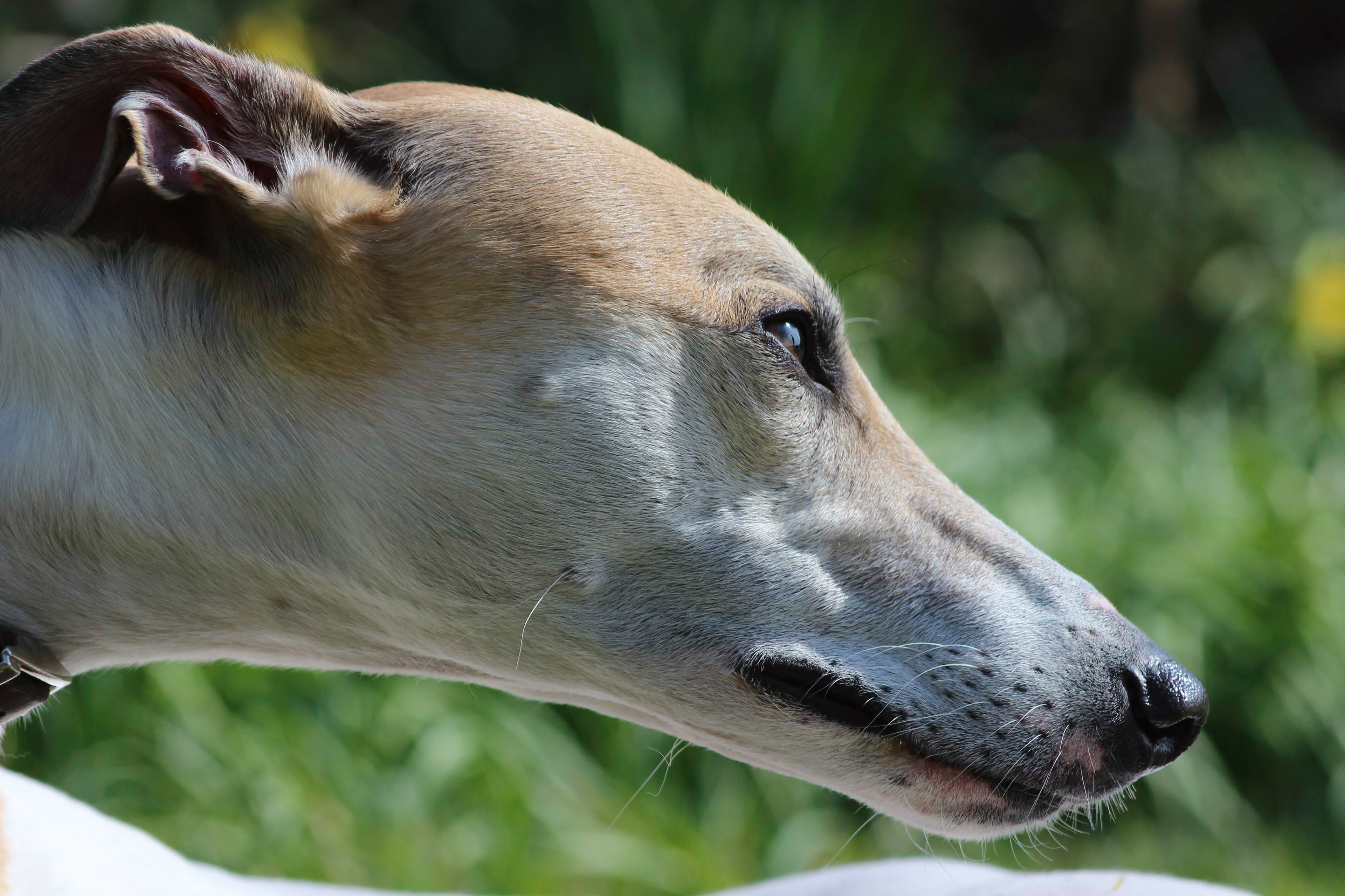 Portrait of a lurcher in profile