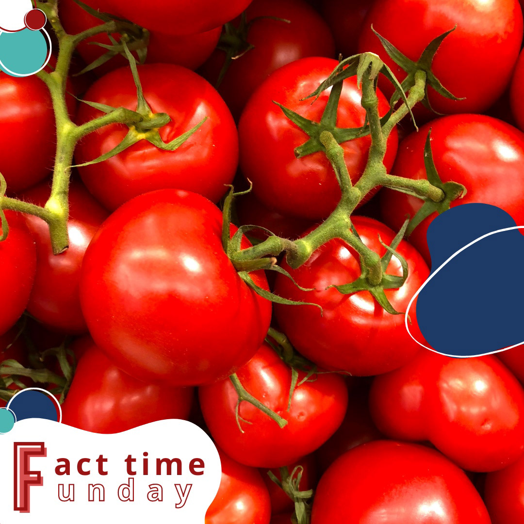The more you tomat-KNOW… A staple of many iconic dishes, tomatoes are beloved for their rustic simplicity, but turns out like most good things (and hw assignments🤢), they are more complicated than they first appear👀 Tomatoes actually have 31,760 genes… 7,000 more than a human being! With a lead like that, I doubt we will ever ketchup 😉