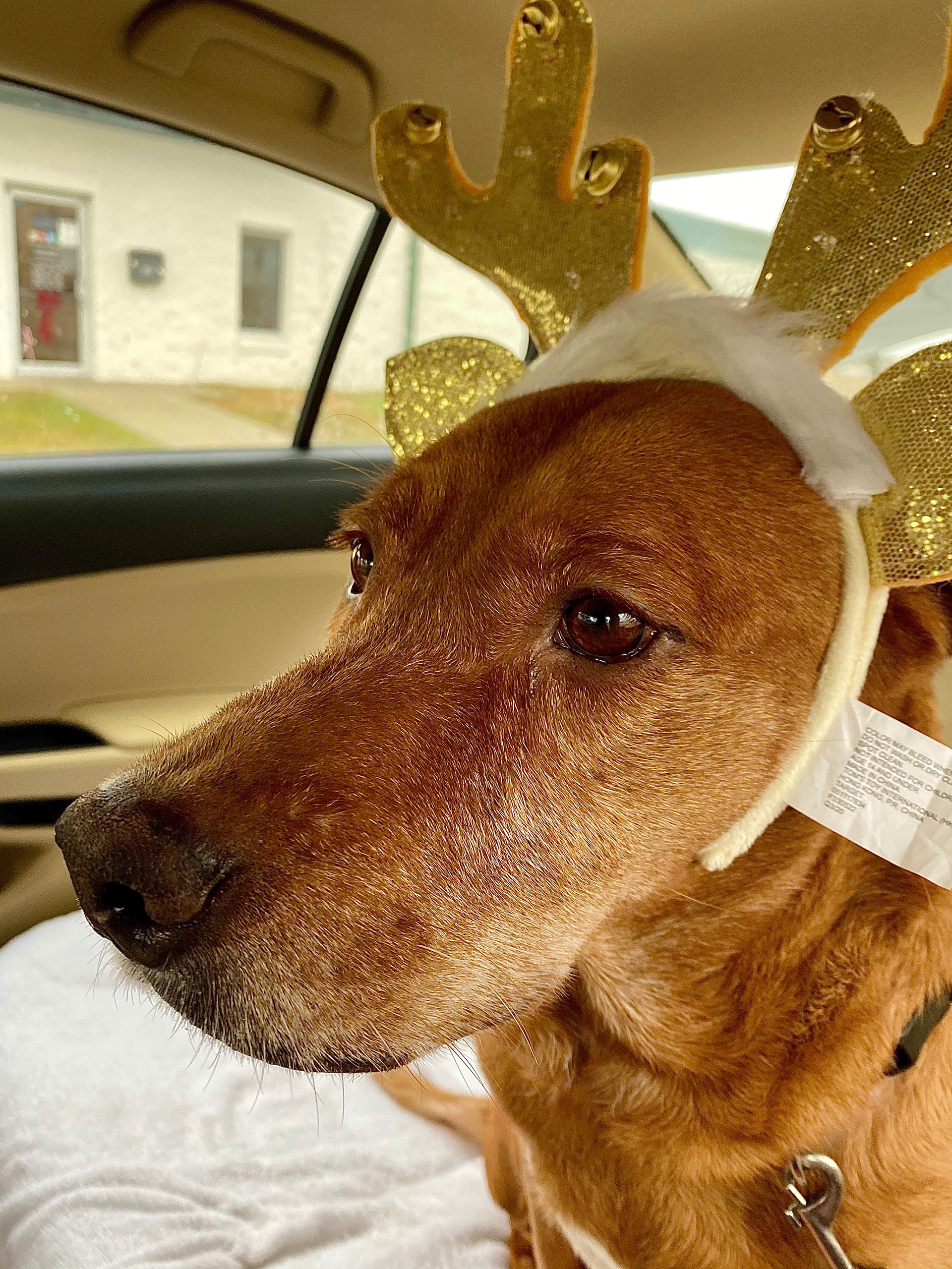 Betty was not amused by this holiday dress-up