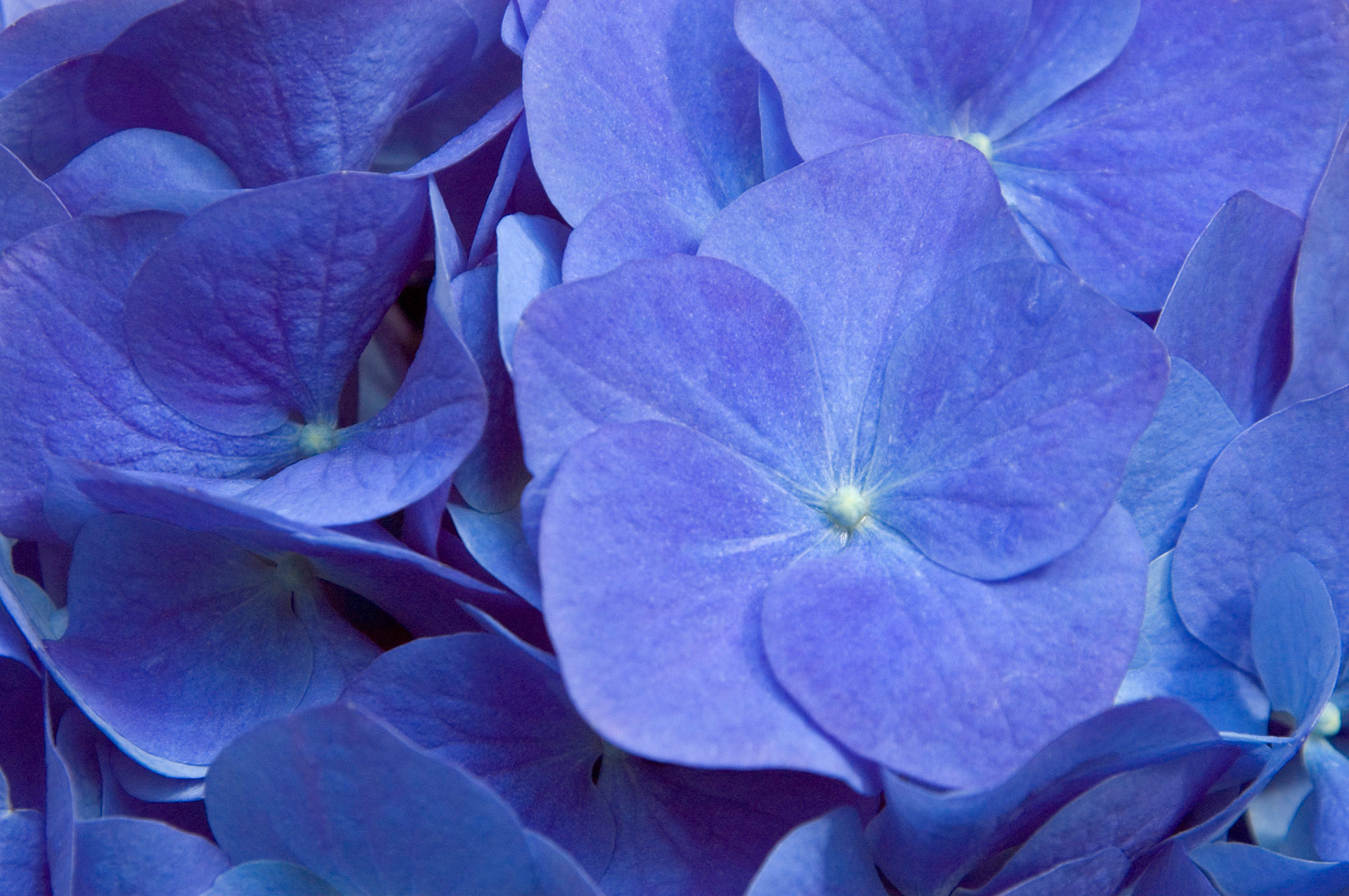 Close up of a blue hydrangea bloom.