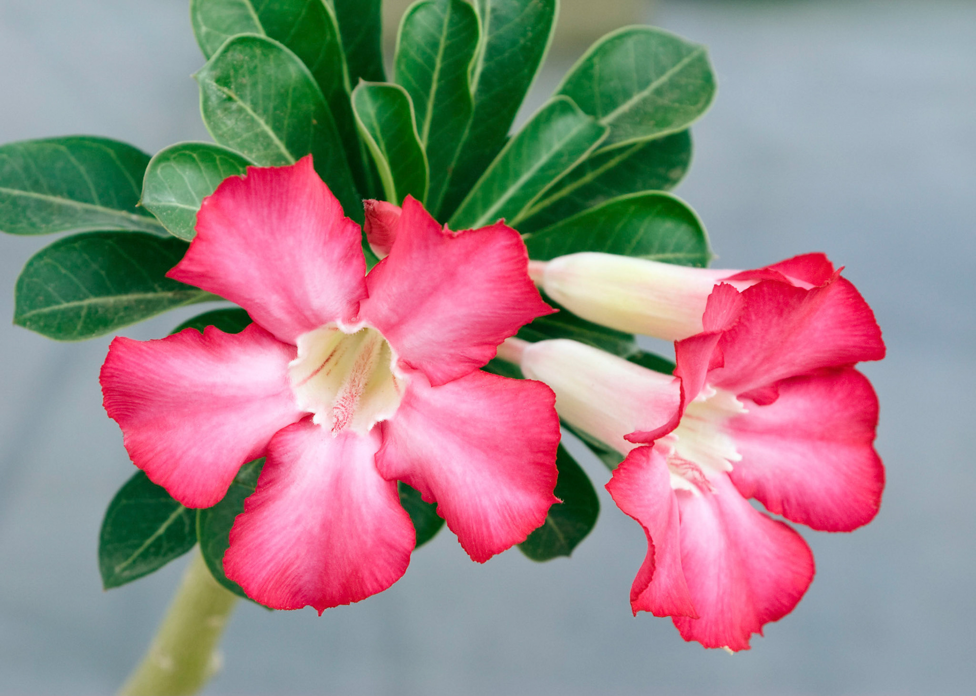 A desert rose (Adenium obesum) blooms at the San Antonio Botanical Garden in San Antonio Texas.