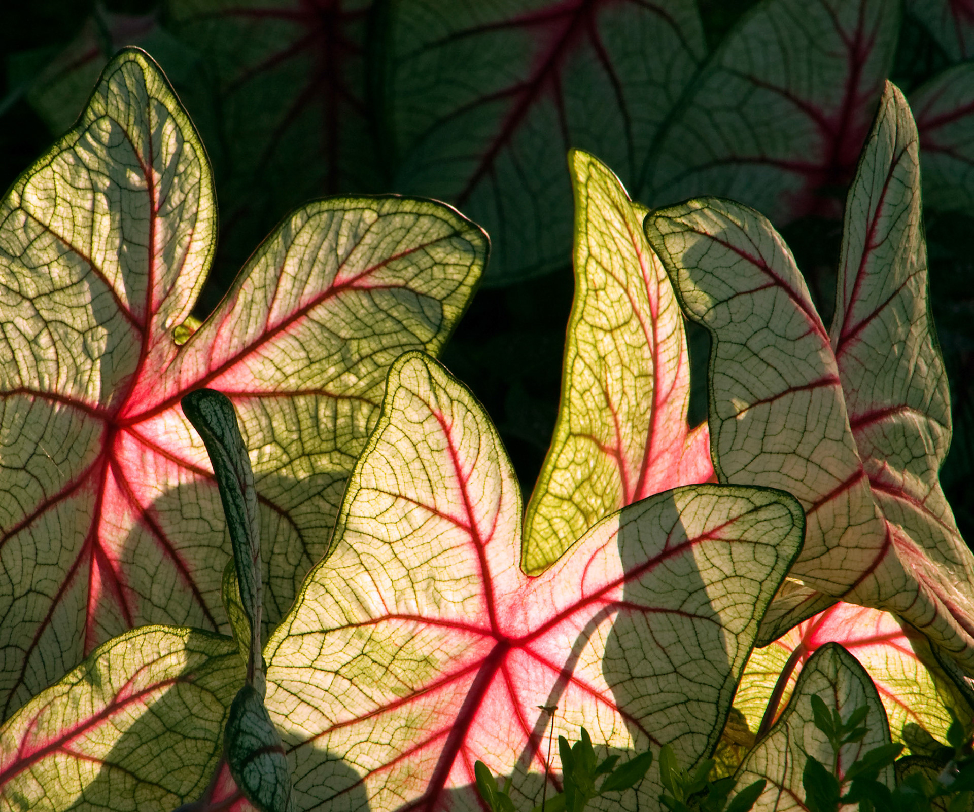 Leaves of White Queen Caladium (Caladium bicolor) or Angel Wings catch the sun at the San Antonio Botanical Garden in San Antonio Texas.