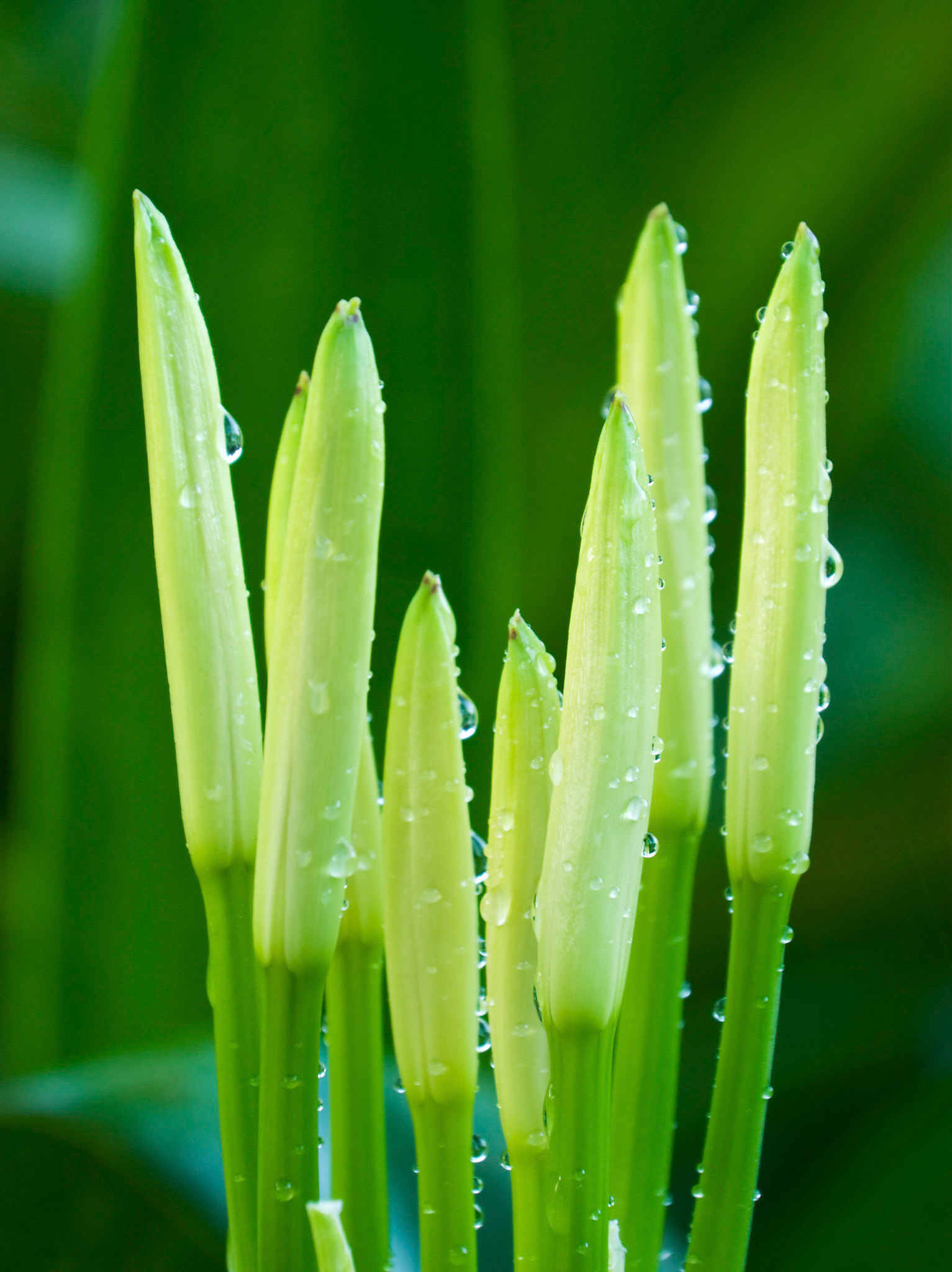 Swamp lilies (Crinum americanum) prepare to bloom at the San Antonio Botanical Garden in San Antonio Texas.
