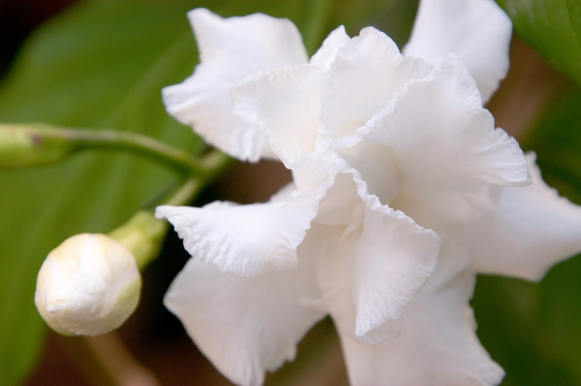 Crape jasmine flowers (tabernaemontana divaricata var. flore pleno) were growing at Hotel Villa Del Sol near Zihuatanejo, Mexico.
