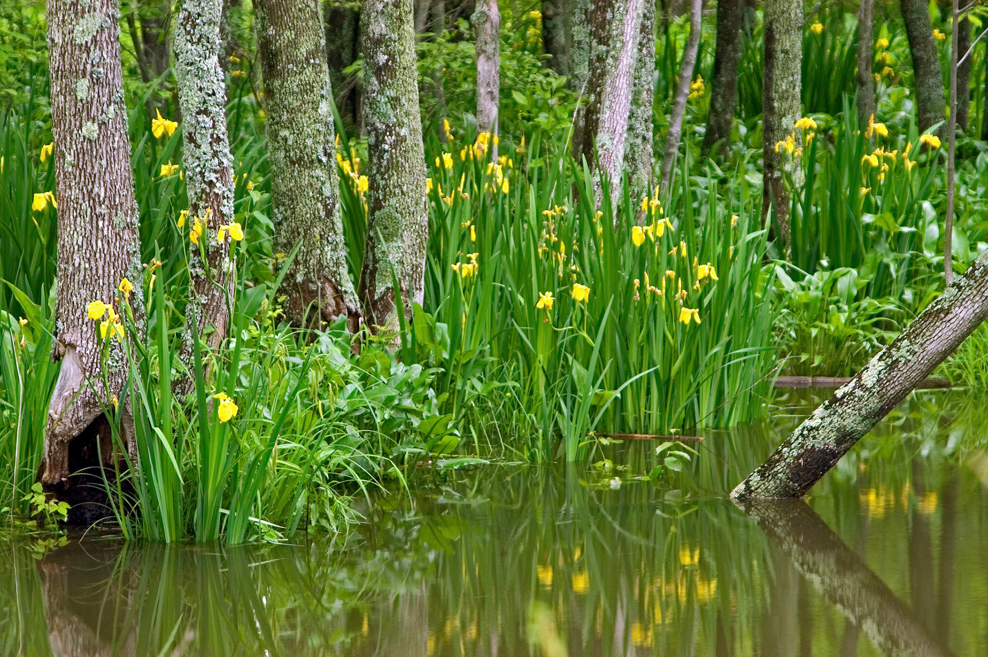 A swamp area filled with Yellow Flags (Iris pseudacorus) is beautifully reflected here at Occoquan Bay National Wildlife Refuge near Woodbridge Virginia.