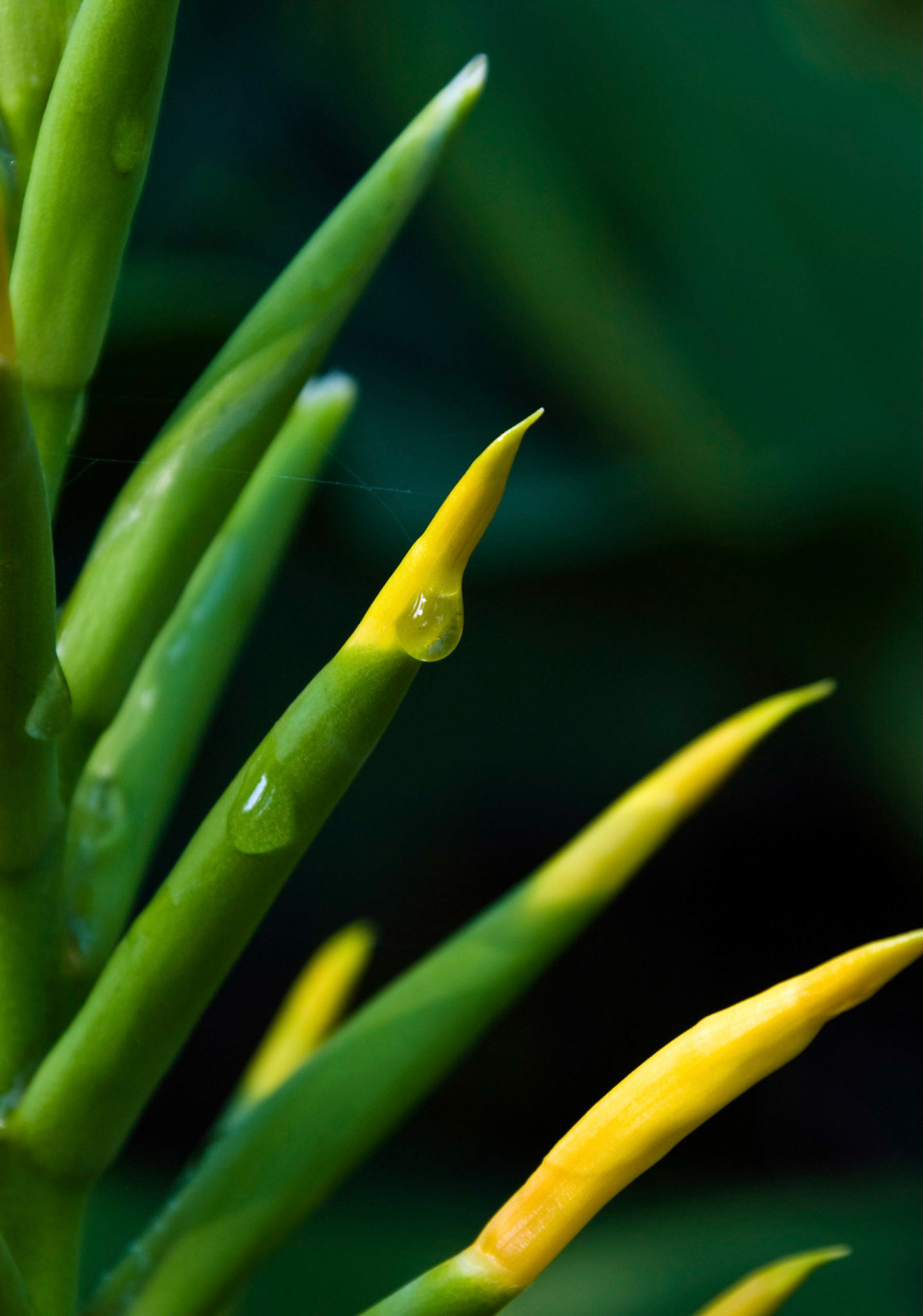 Dr. Moy's hybrid Golden Swallow ginger lily (Hedychium ?) blooms at the San Antonio Botanical Garden in San Antonio Texas.