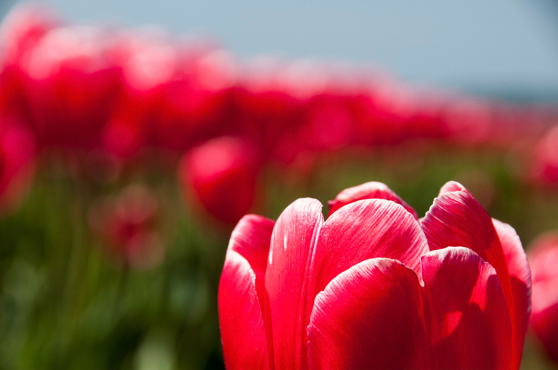 The tulip fields in full bloom at RoozenGarde in Mt. Vernon Washington.