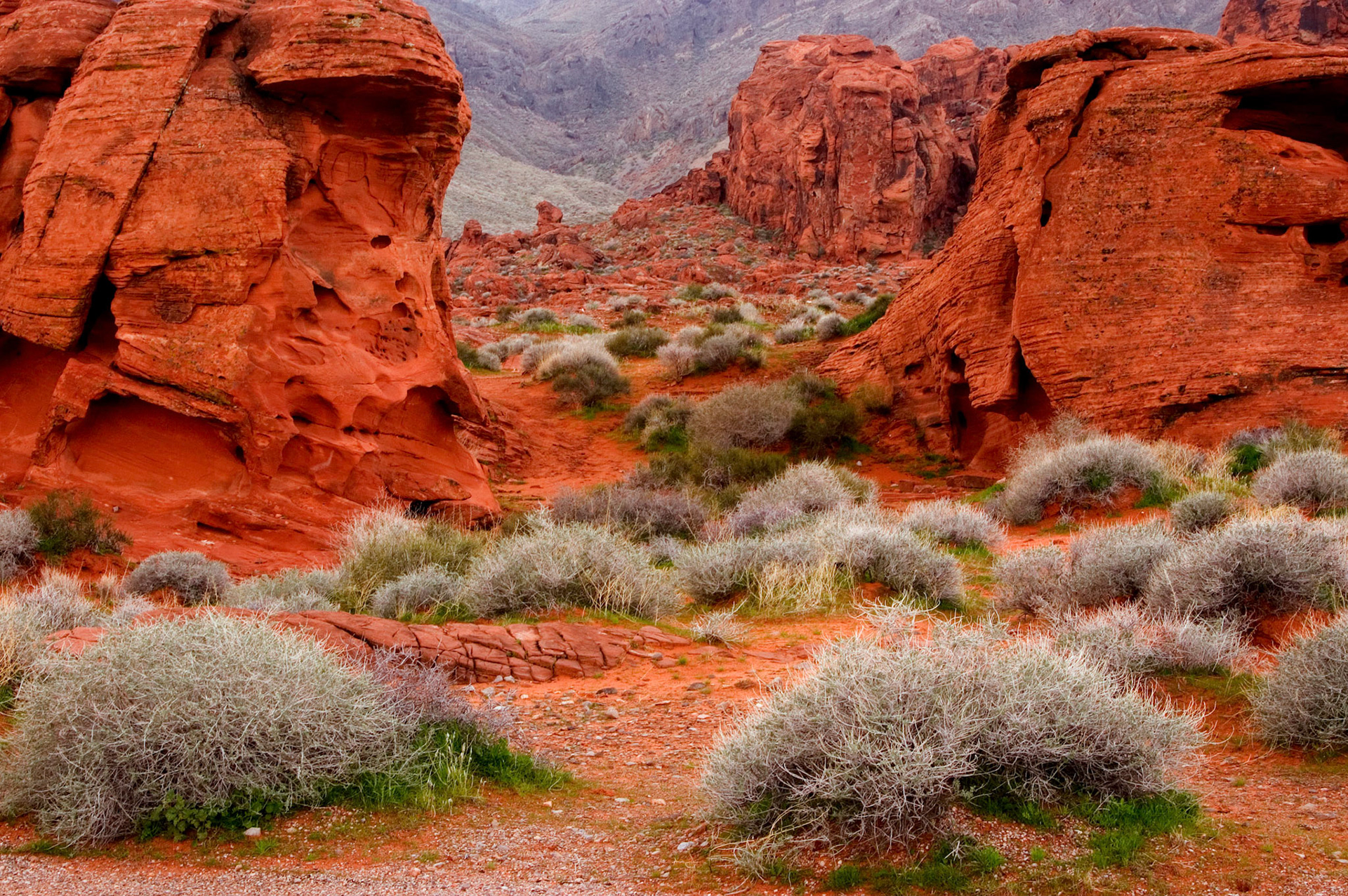 Some sagebrush growing among the red sandstone formations at Valley of Fire State Park in Nevada.