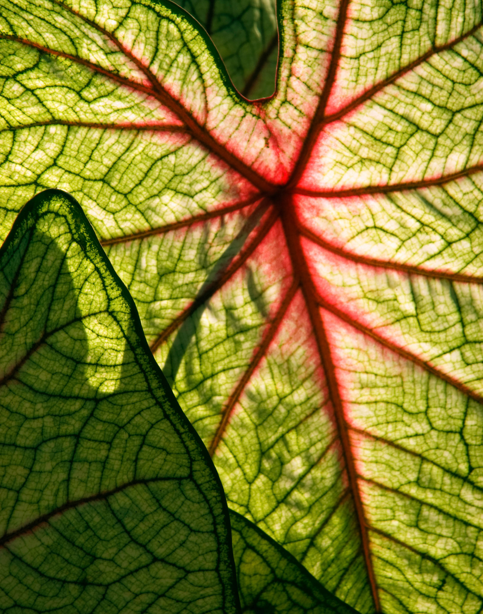 Leaves of White Queen Caladium (Caladium bicolor) or Angel Wings catch the sun at the San Antonio Botanical Garden in San Antonio Texas.