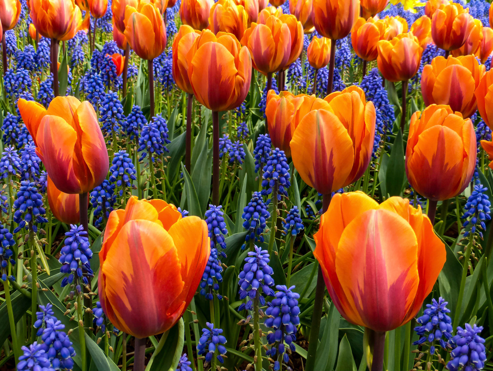 Beautiful and colorful Princess Irene tulips bloom at the RoozenGaarde show garden near Mt. Vernon Washington.