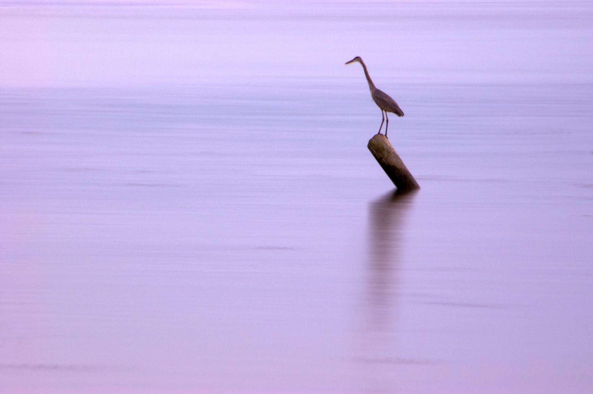 A great blue heron sits on a post watching for fish at Dyke Marsh Wildlife Preserve on the Potomac River near Alexandria Virginia.