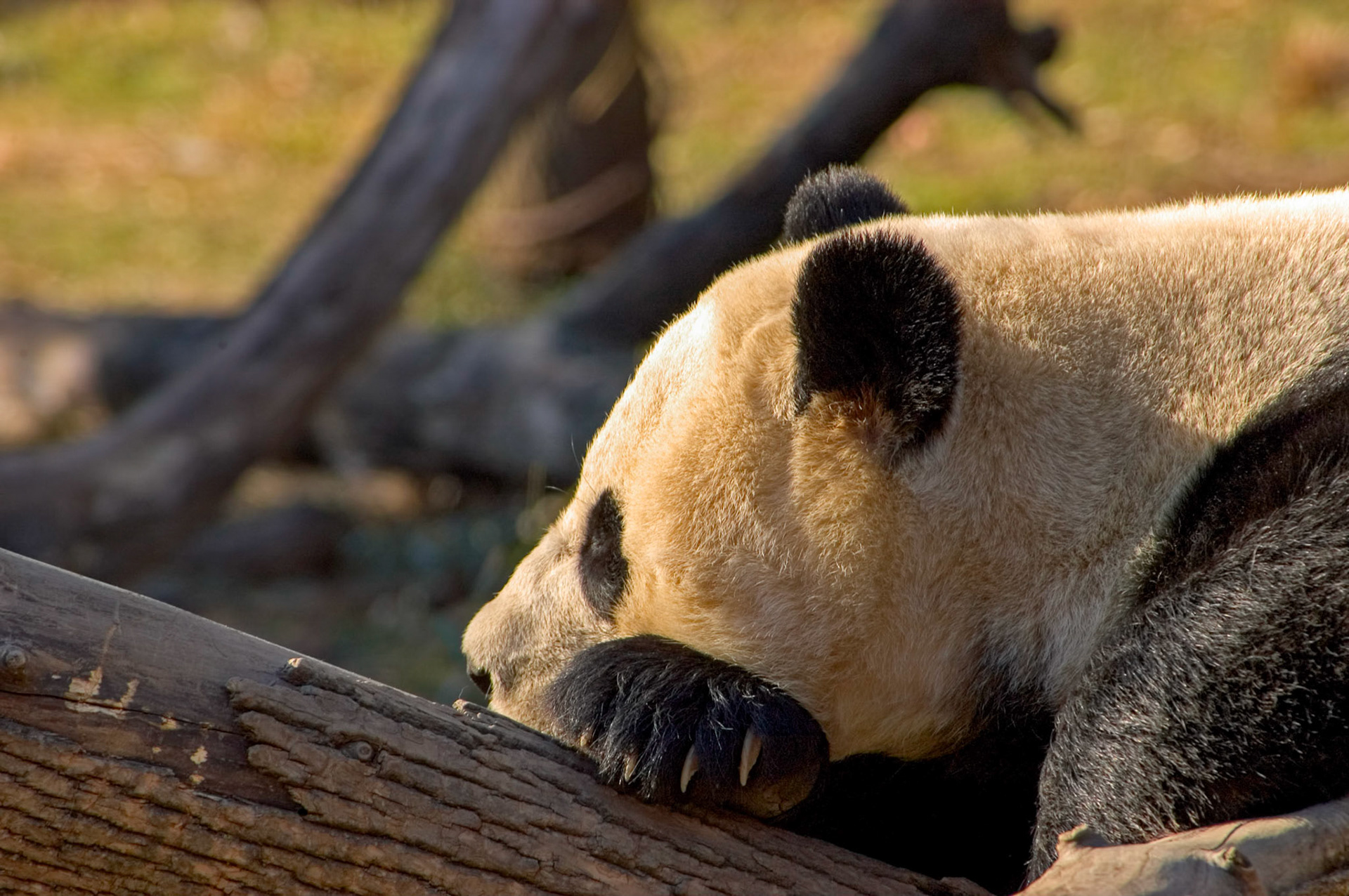 One of the two pandas at the National Zoo in Washington D.C.
