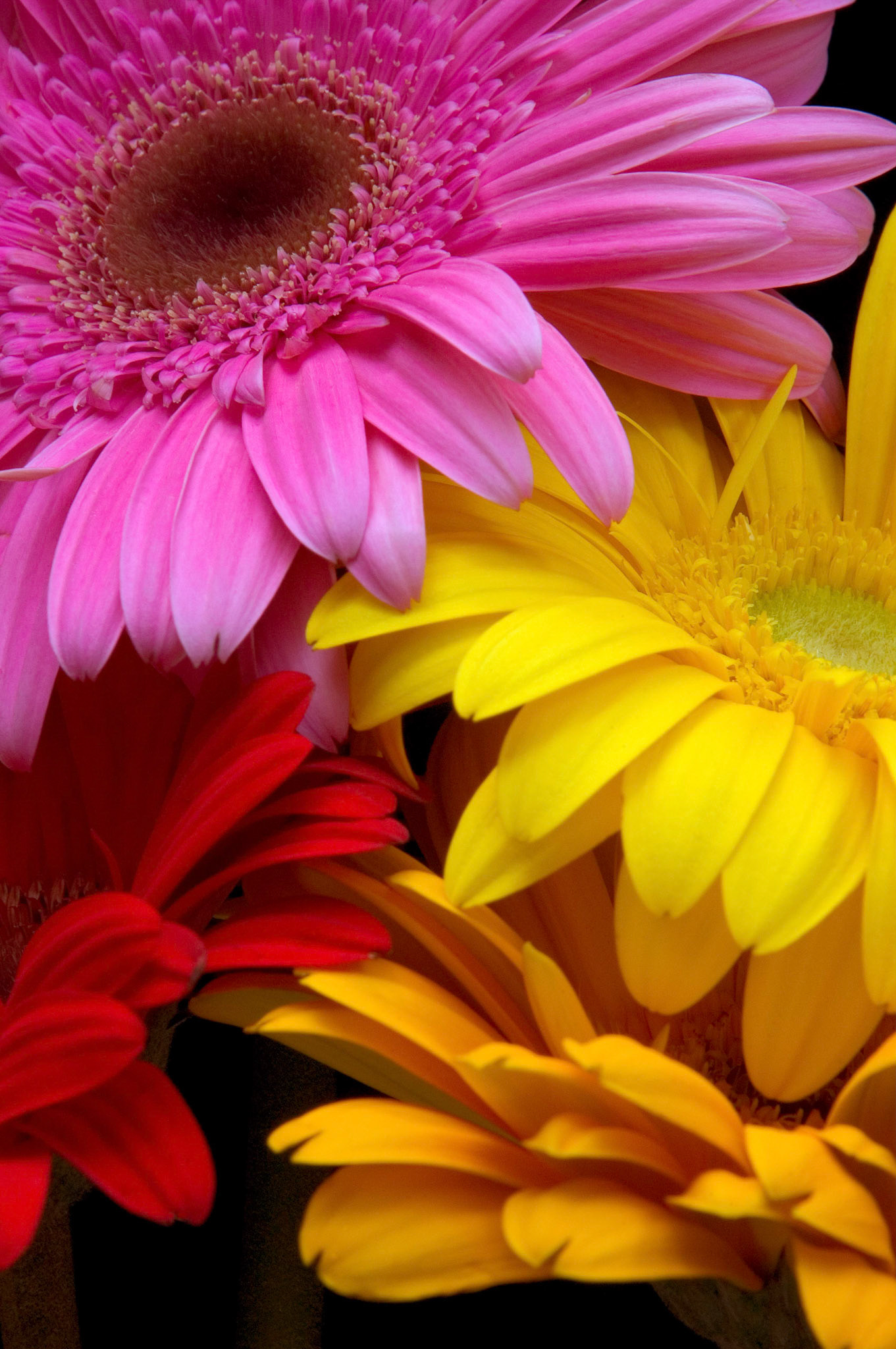 Colorful gerbera daisies