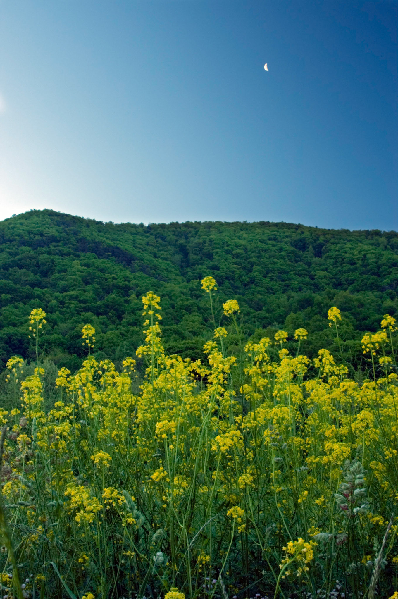 Wild flowers grow in a field at the Seneca Rocks National Recreation Area in West Virginia with the moon soaring overhead.