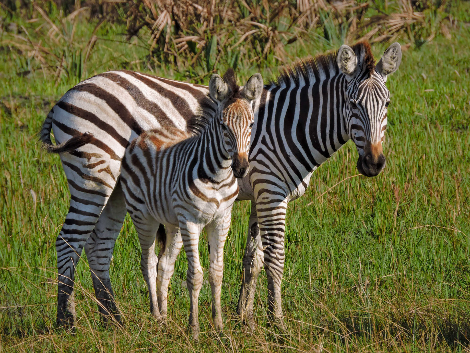 A young plains zebra and her mother (Equus quagga burchellii) watch our jeep during a game drive at the Xigera Wilderness Safaris camp in Botswana, Africa.