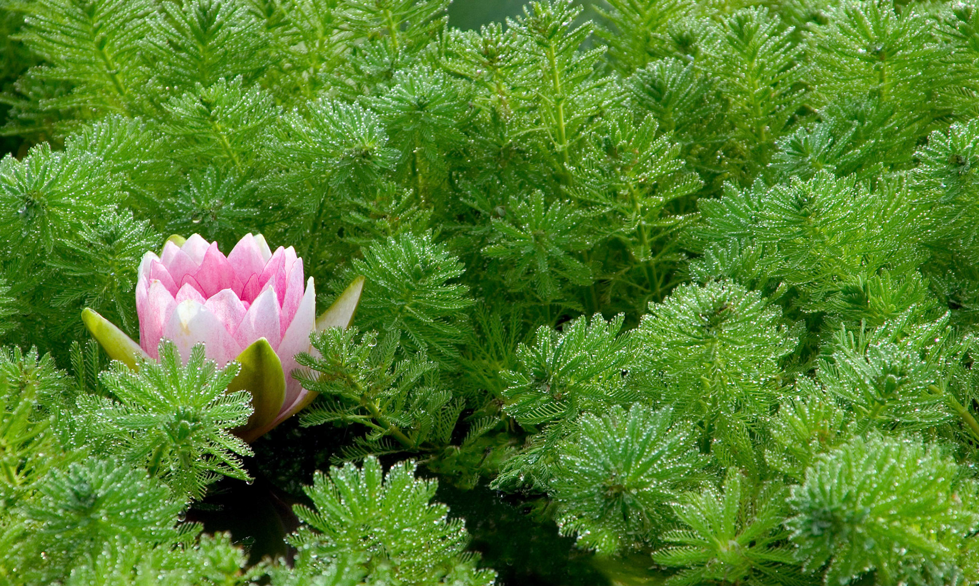 A pink water lily grows among green fern-like aquatic plants at the Kenilworth Aquatic Gardens in Washington DC.