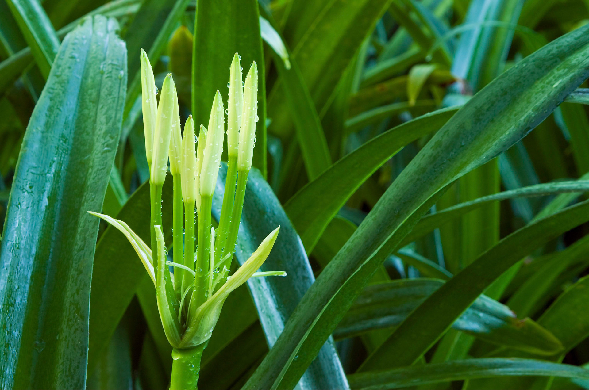 Swamp lilies (Crinum americanum) prepare to bloom at the San Antonio Botanical Garden in San Antonio Texas.