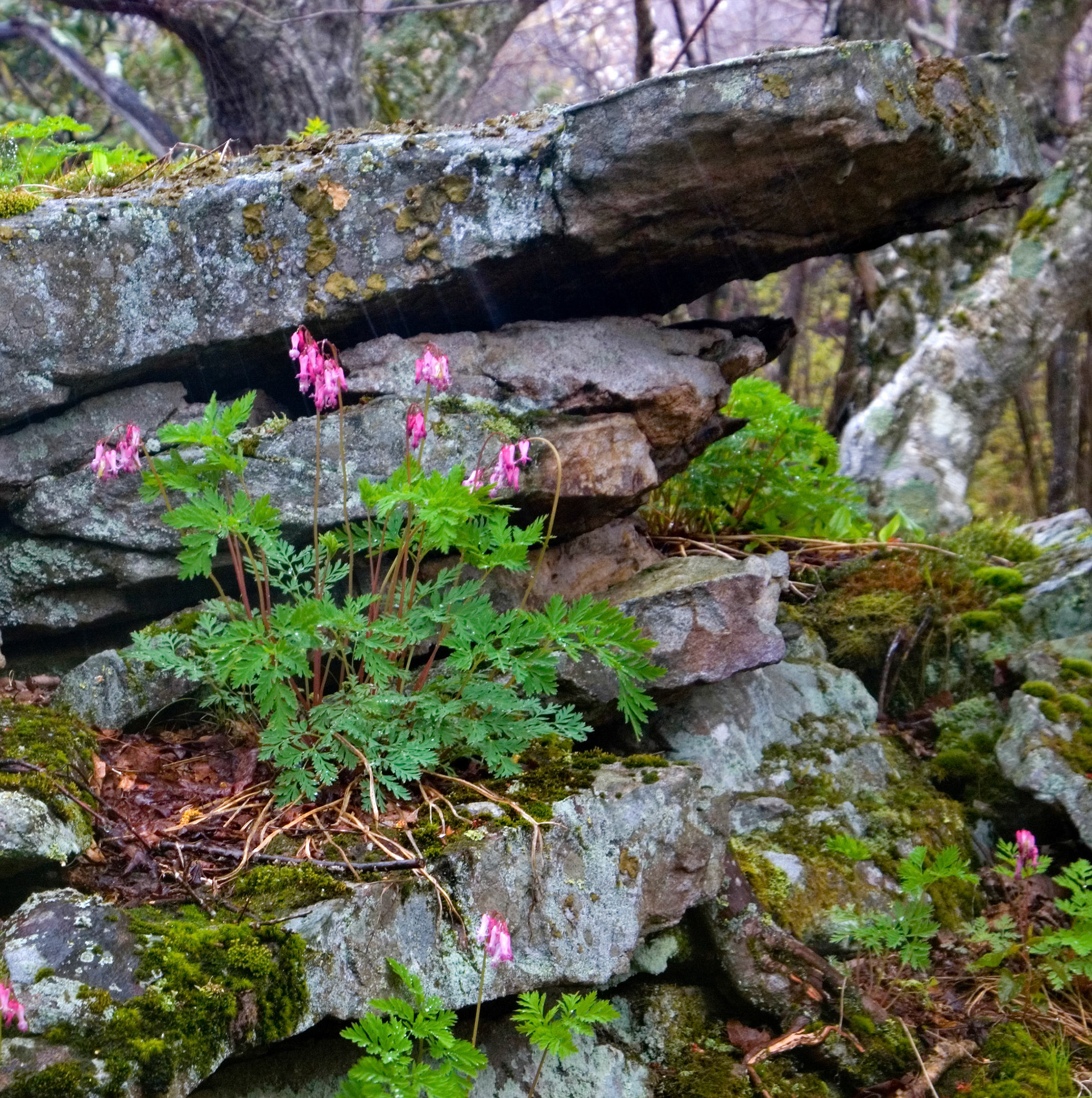 Wild bleeding hearts (Dicentra eximia) grow in the forest at Dolly Sods Scenic Area near Davis West Virginia.