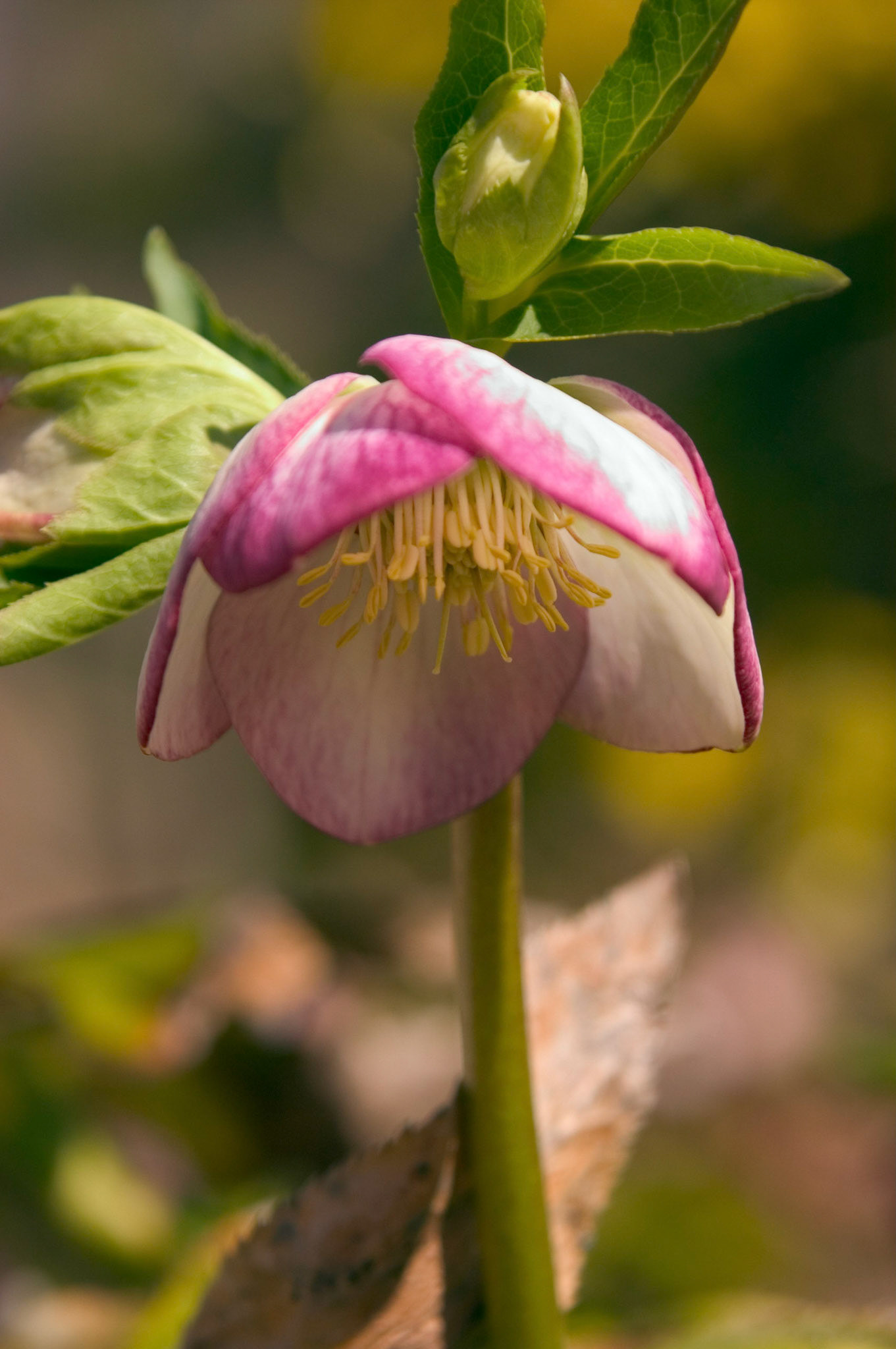 This Lenten Rose (Helleborus x Hybridus) grows at Brookside Gardens in Wheaton Maryland.