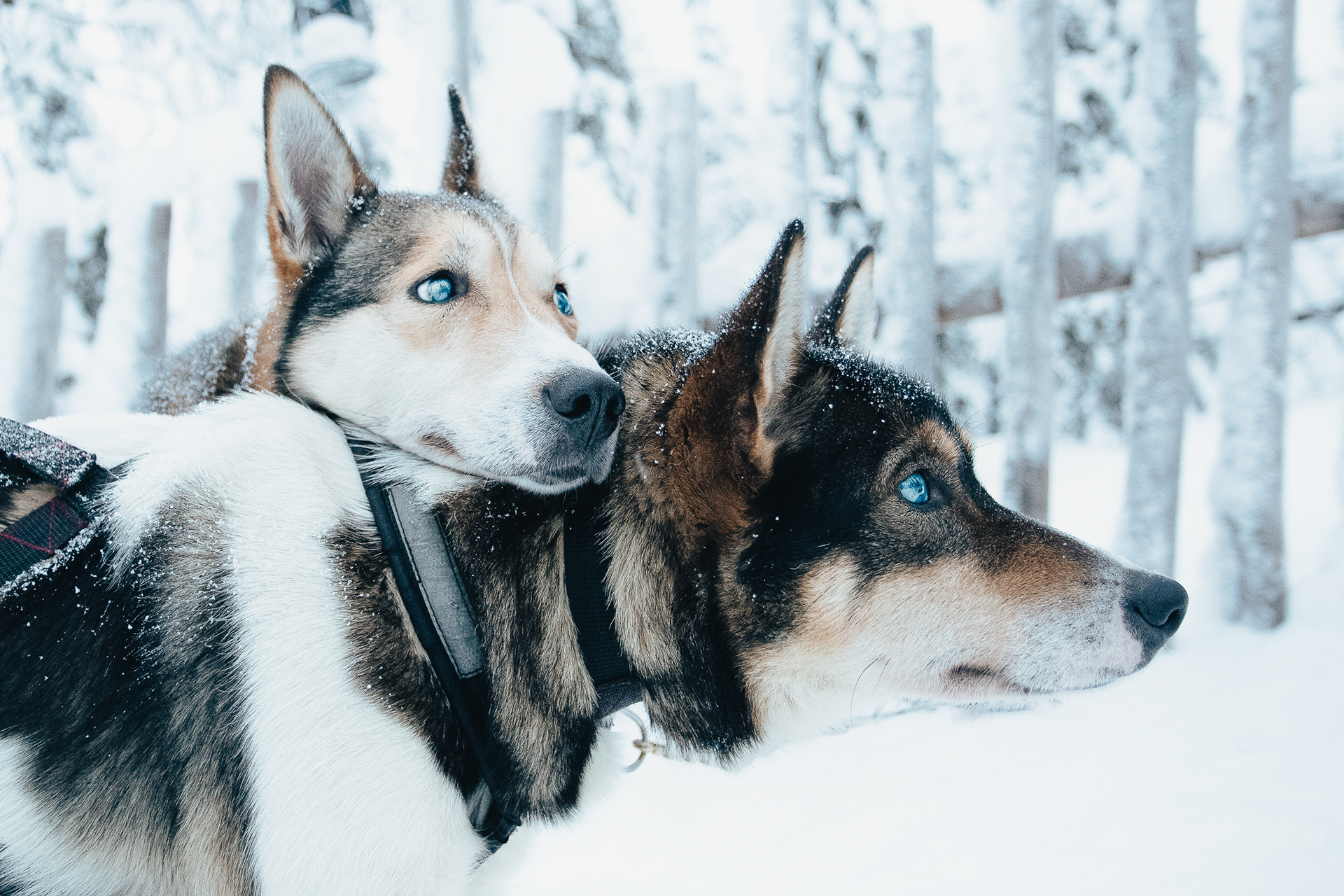 VISIT FINLAND, LAPLAND