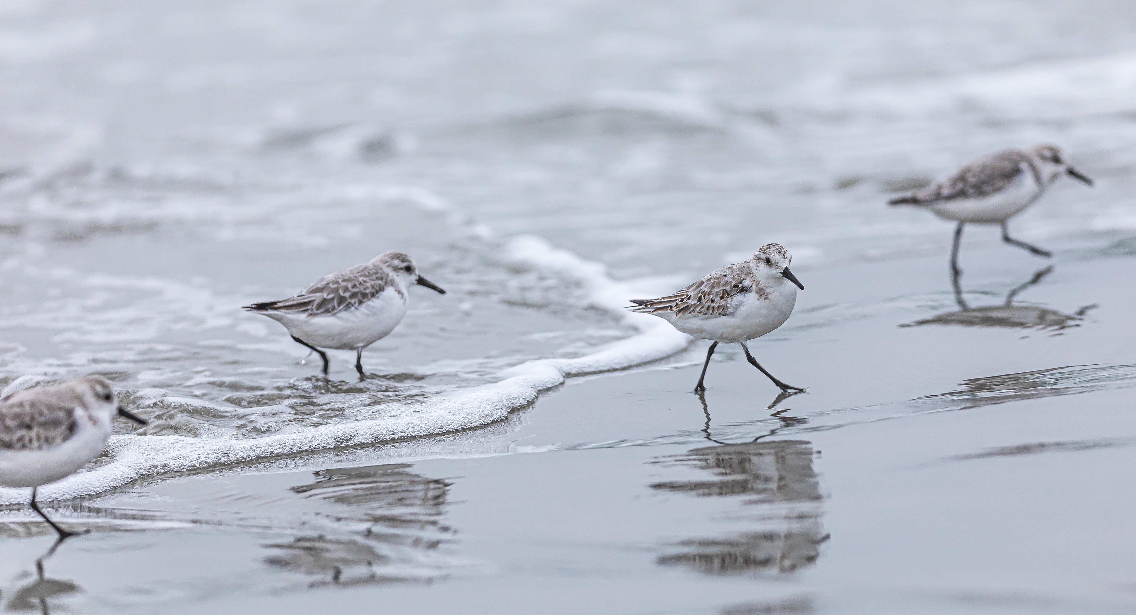 Sanderlings on Sachuest Beach, Middletown, RI