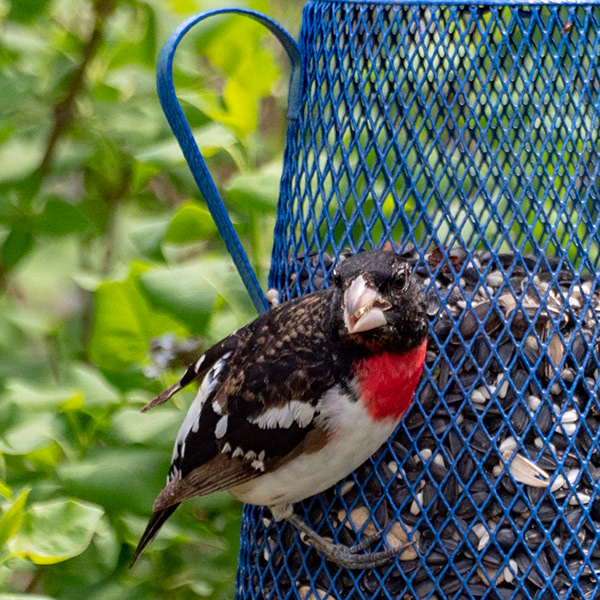 Martha Bohn Birds of Northwest Indiana