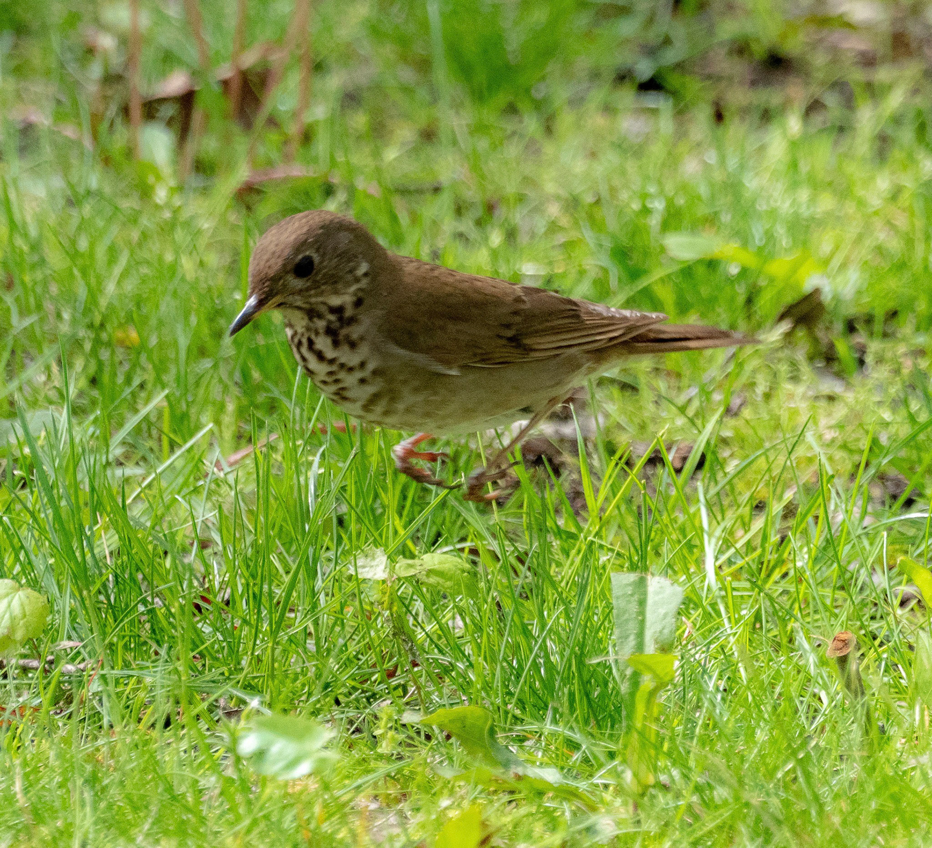 martha-bohn-birds-of-northwest-indiana