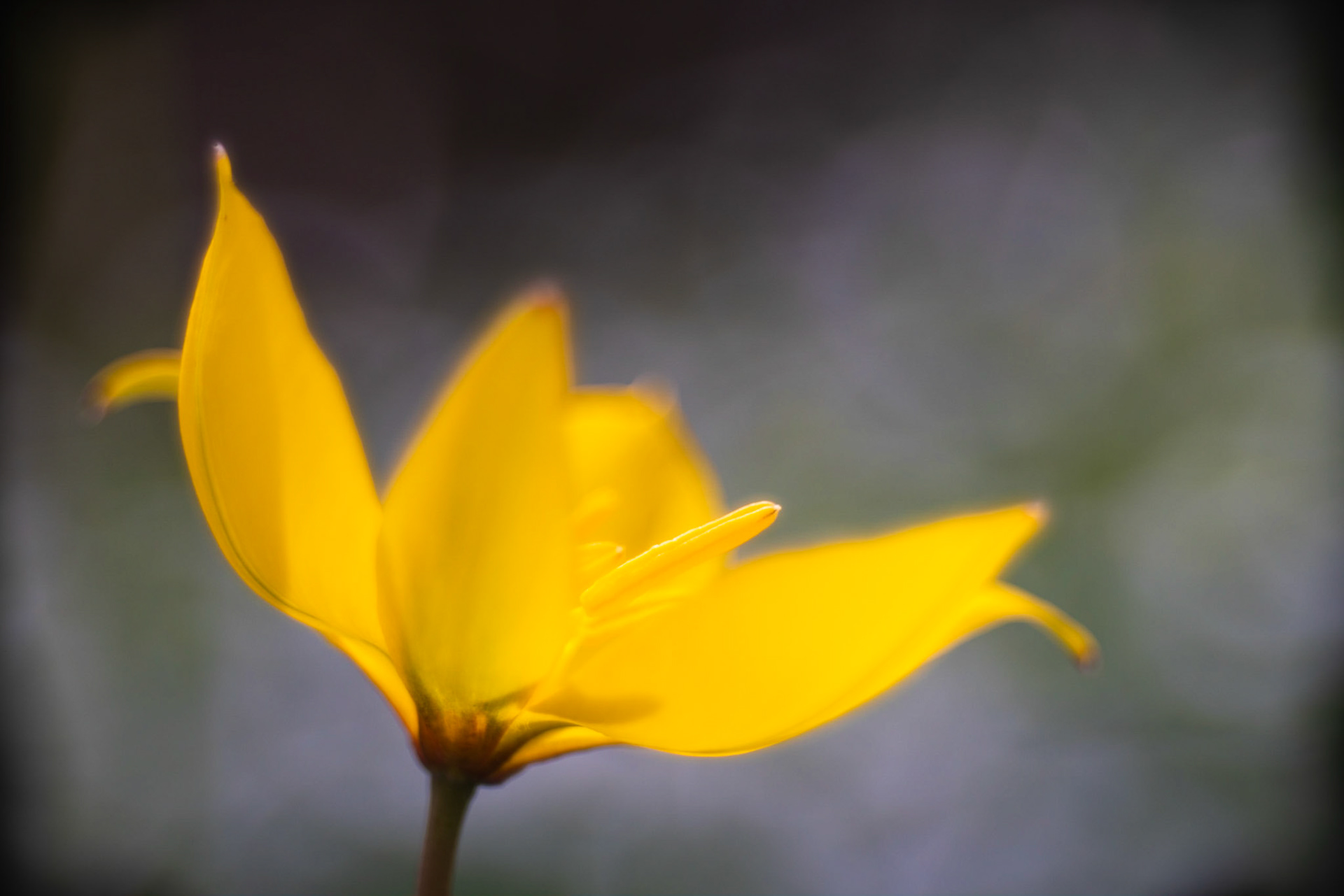 Tulipa sylvestris | April 2018
