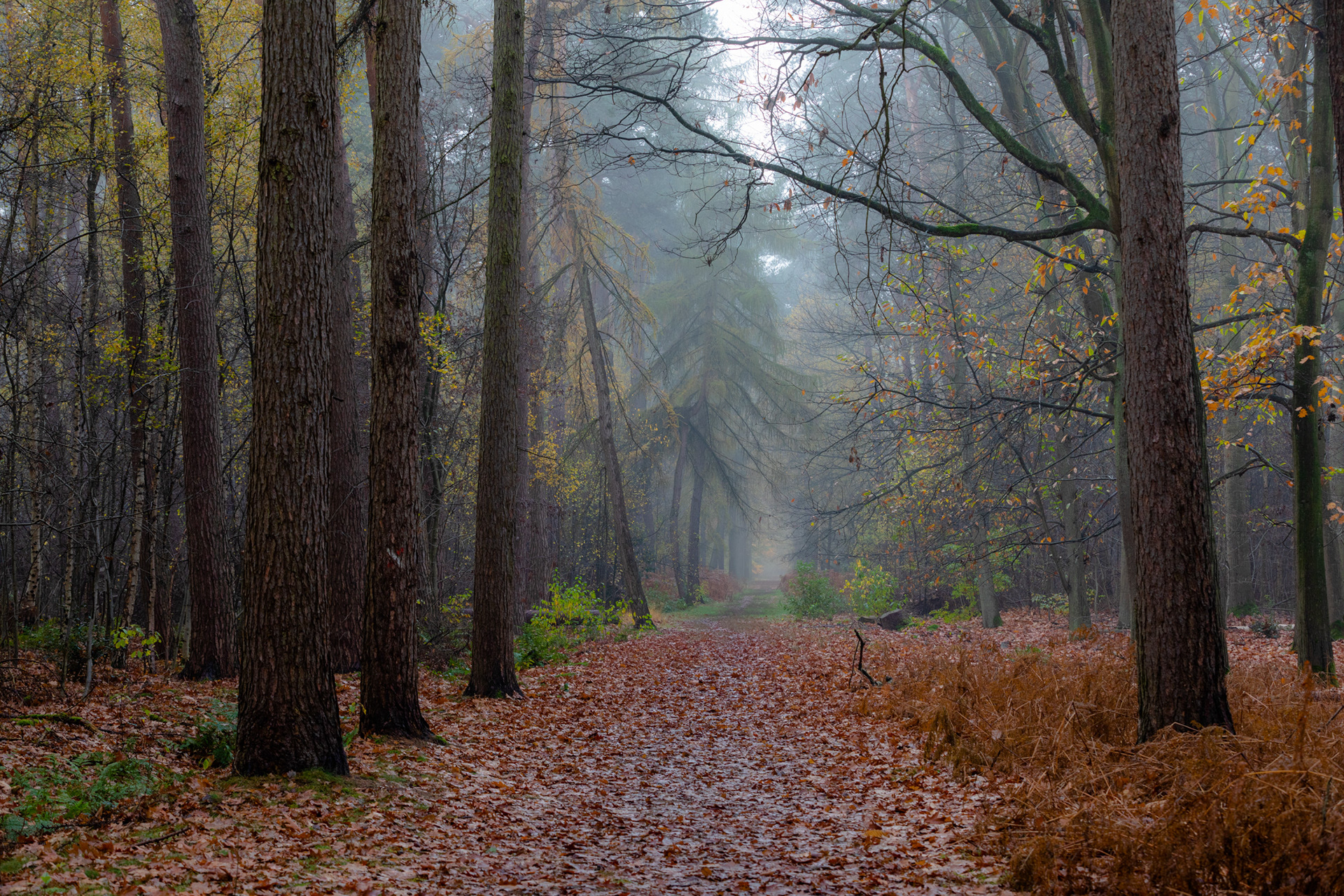 Peerdsbos