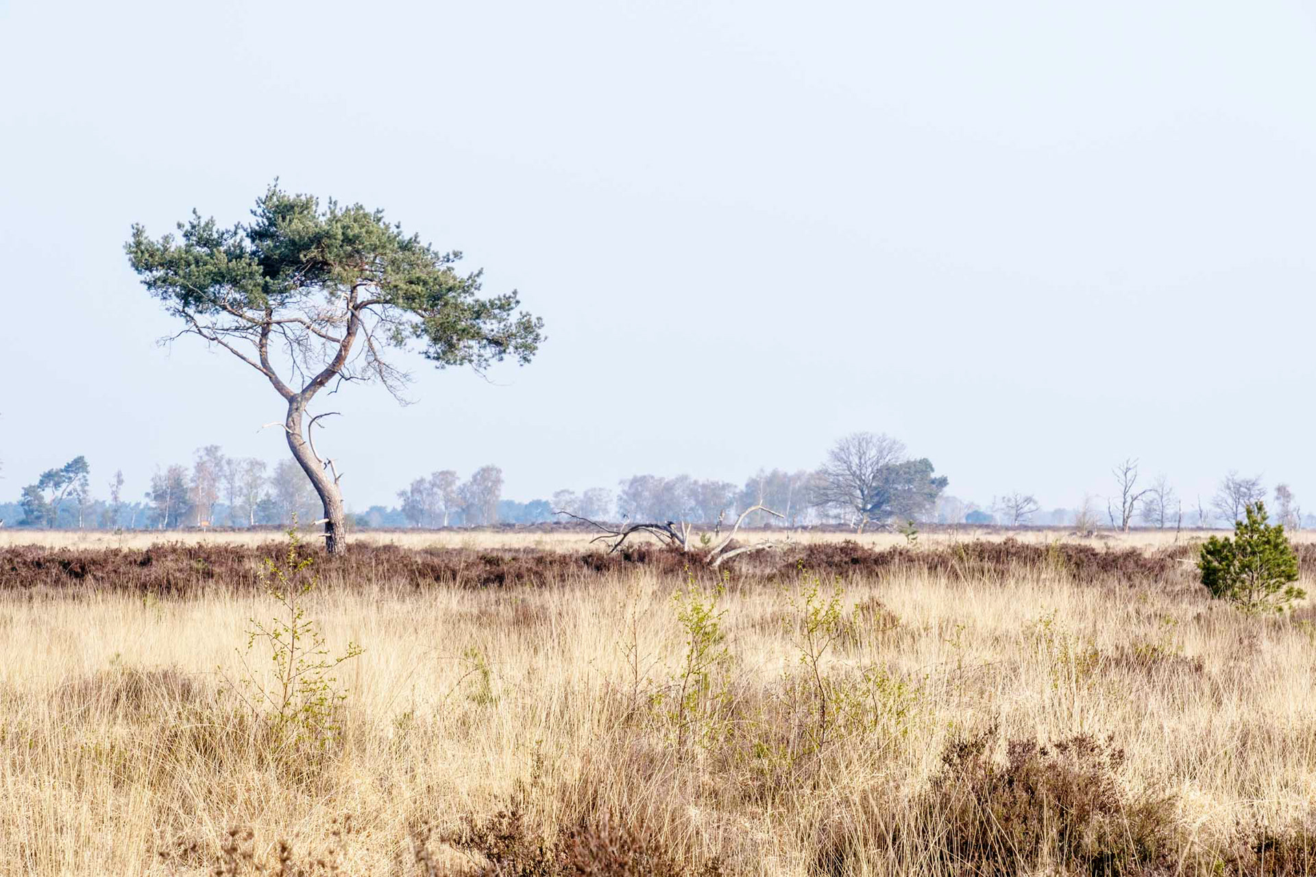 Kalmthoutse heide