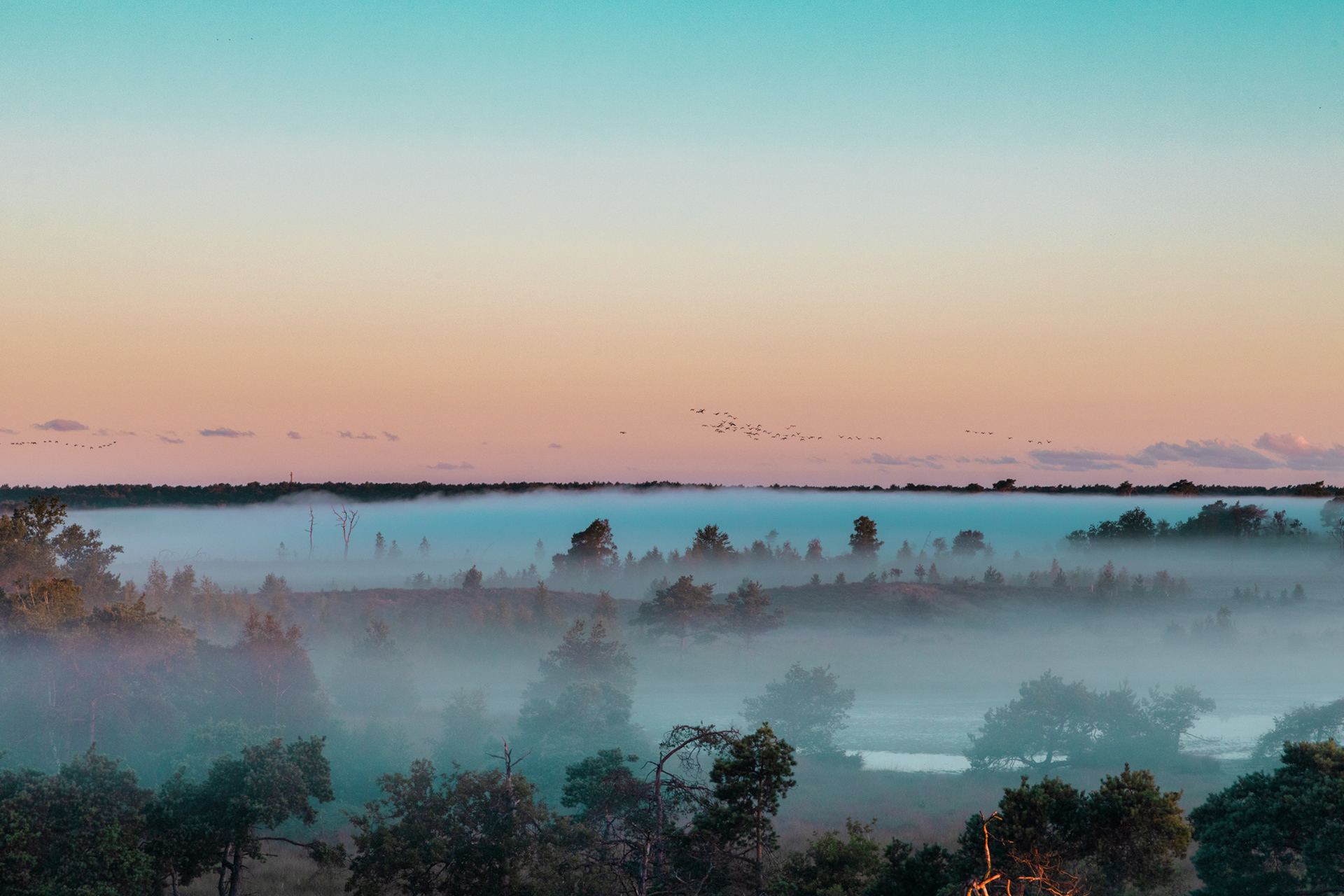 Kalmthoutse heide