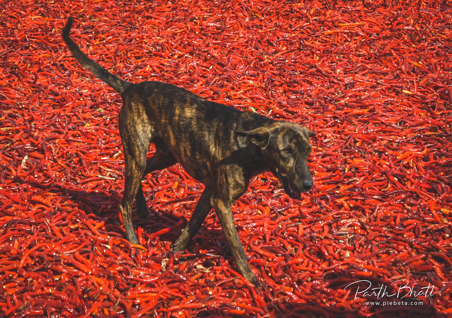 Hot-Dog Day - 29