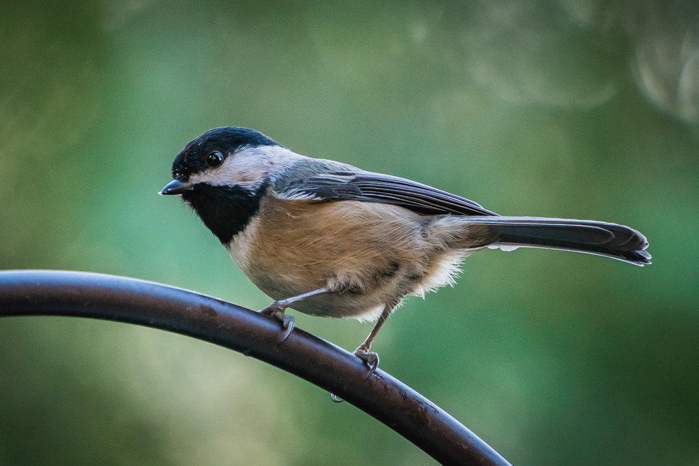 Chestnut Backed Chichadee