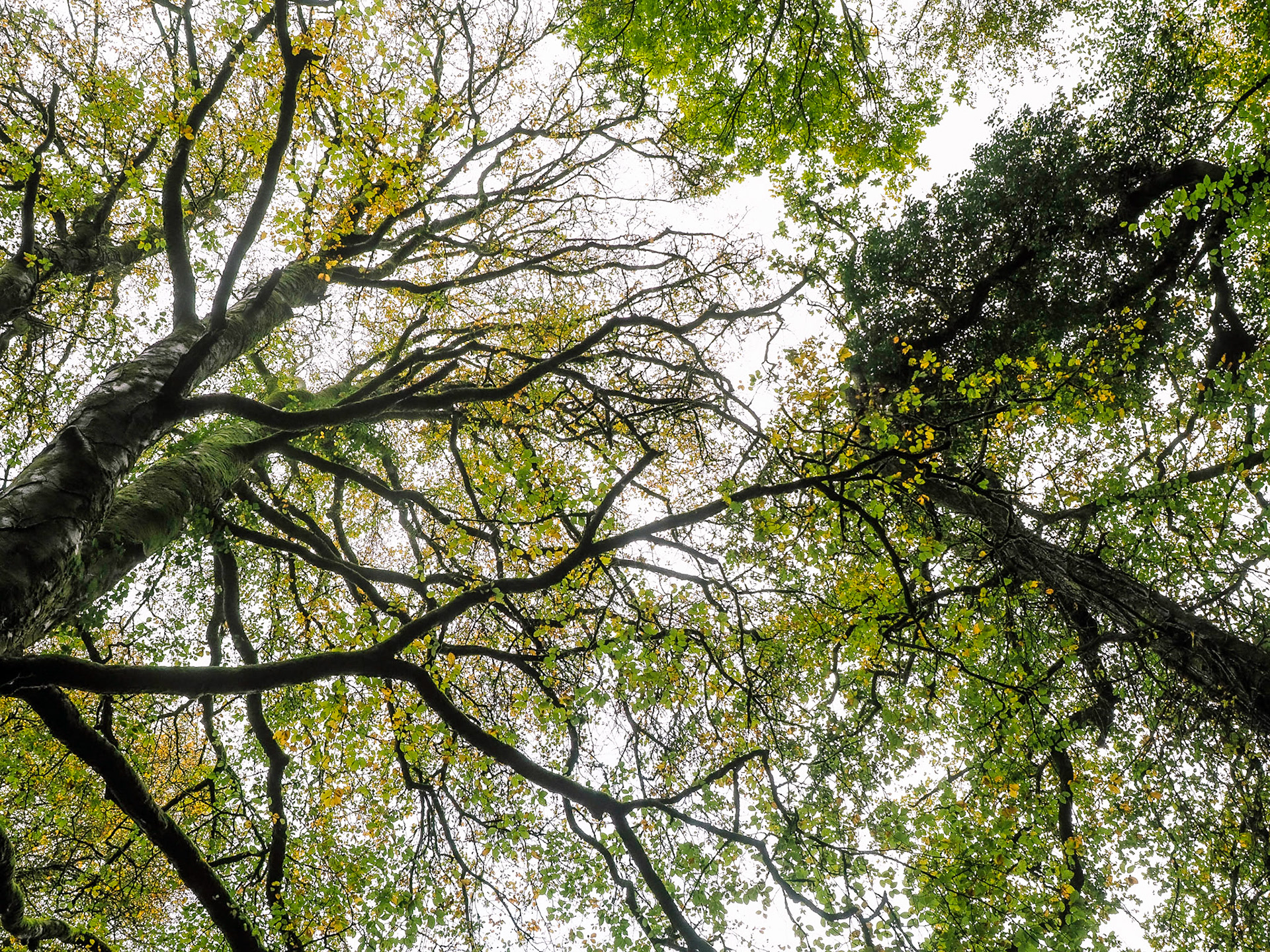 Walk from Fingle Bridge