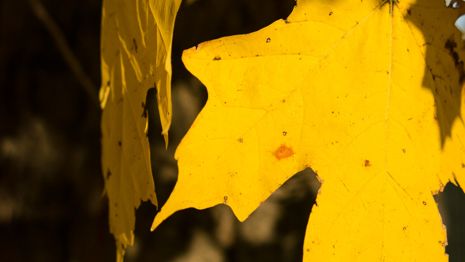 Leaf 4