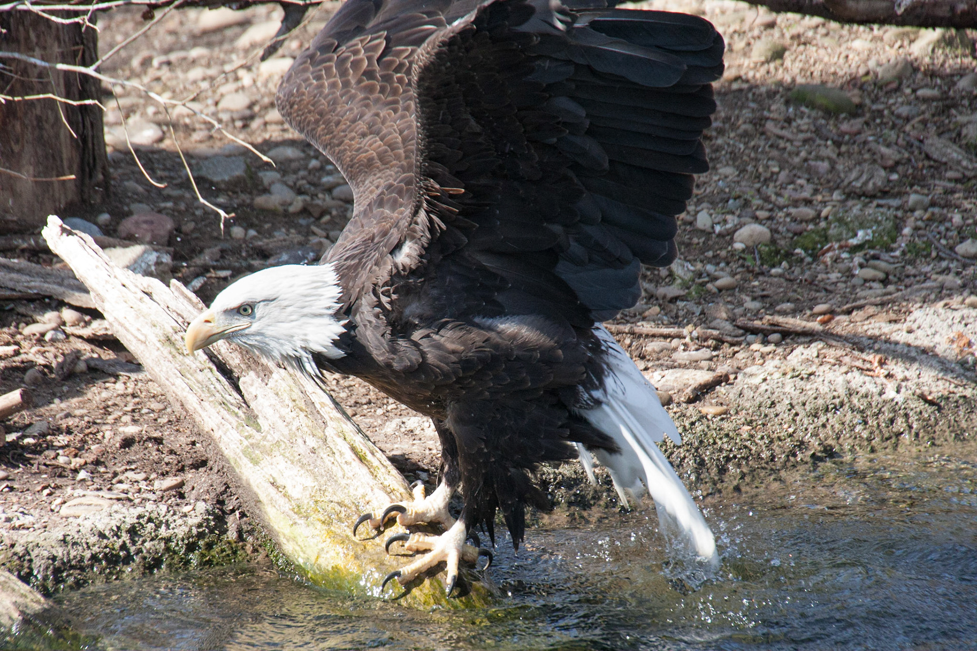 More bald eagle bath