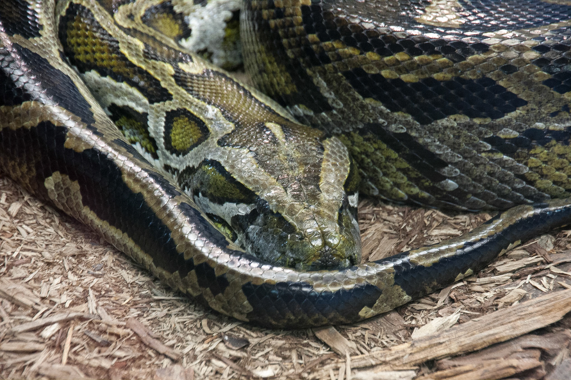 Sleepy Burmese python. A different kind of cute.